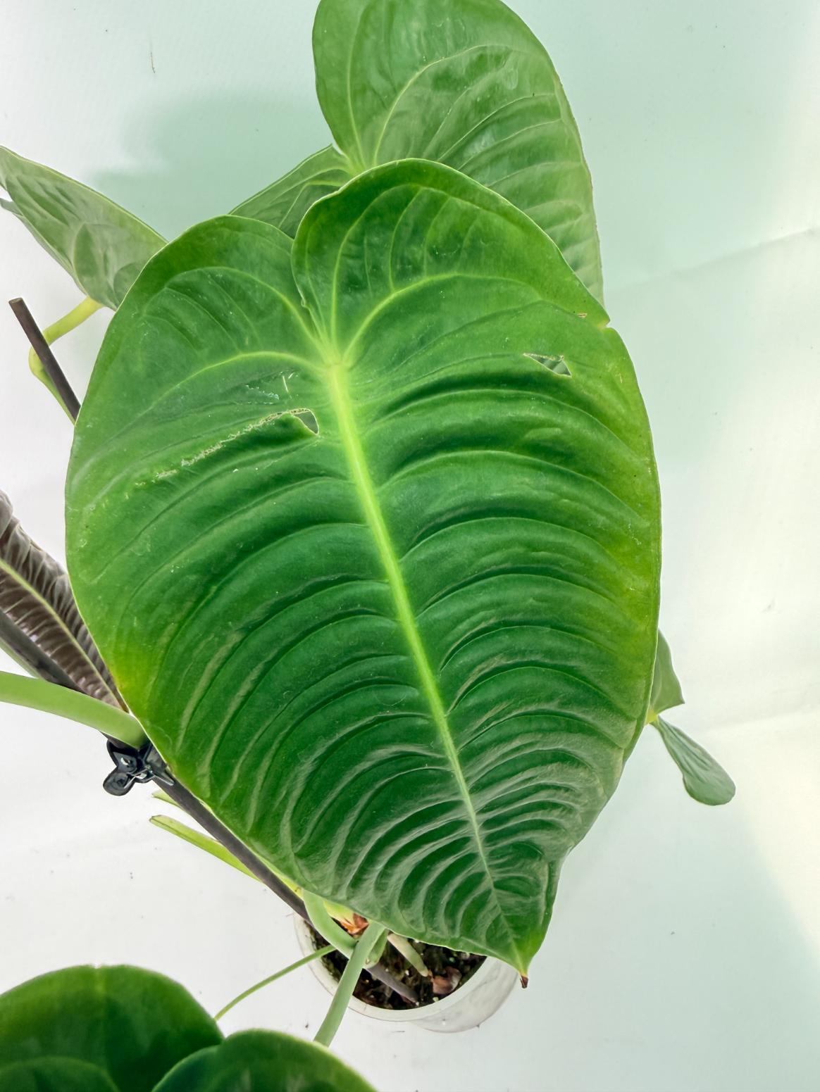 Anthurium veitchii narrow XL 08