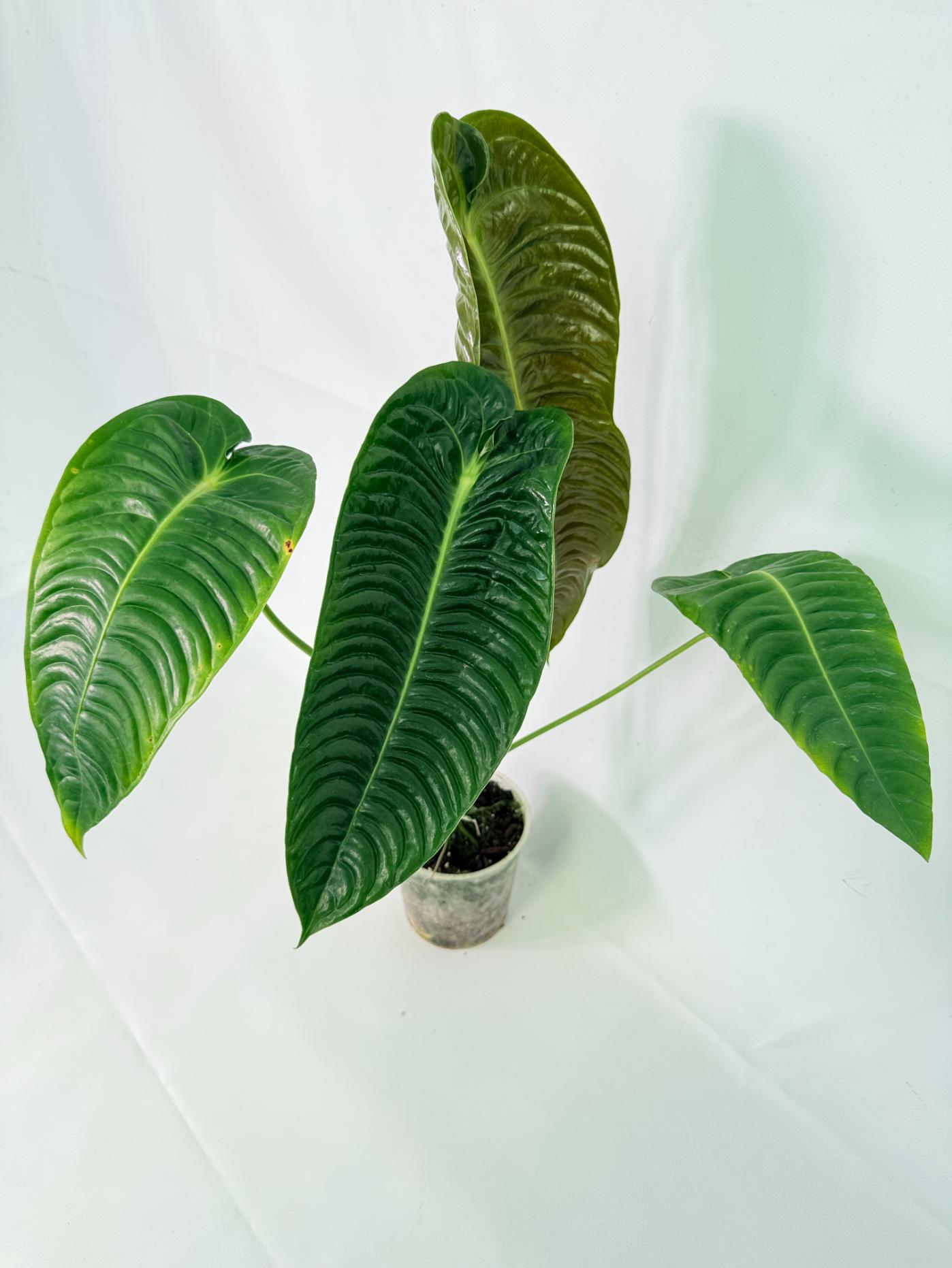 Anthurium veitchii narrow XL 09
