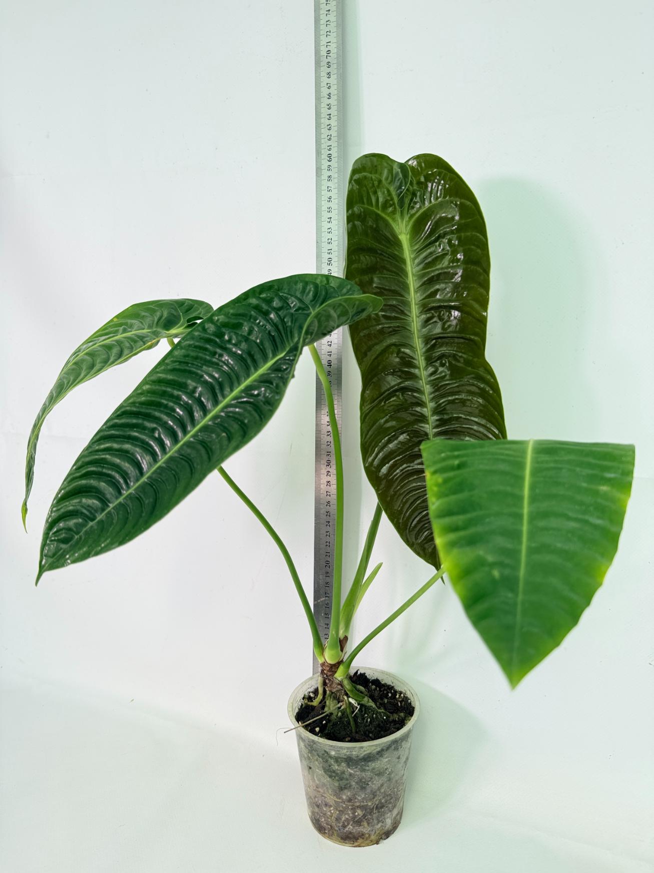 Anthurium veitchii narrow XL 01