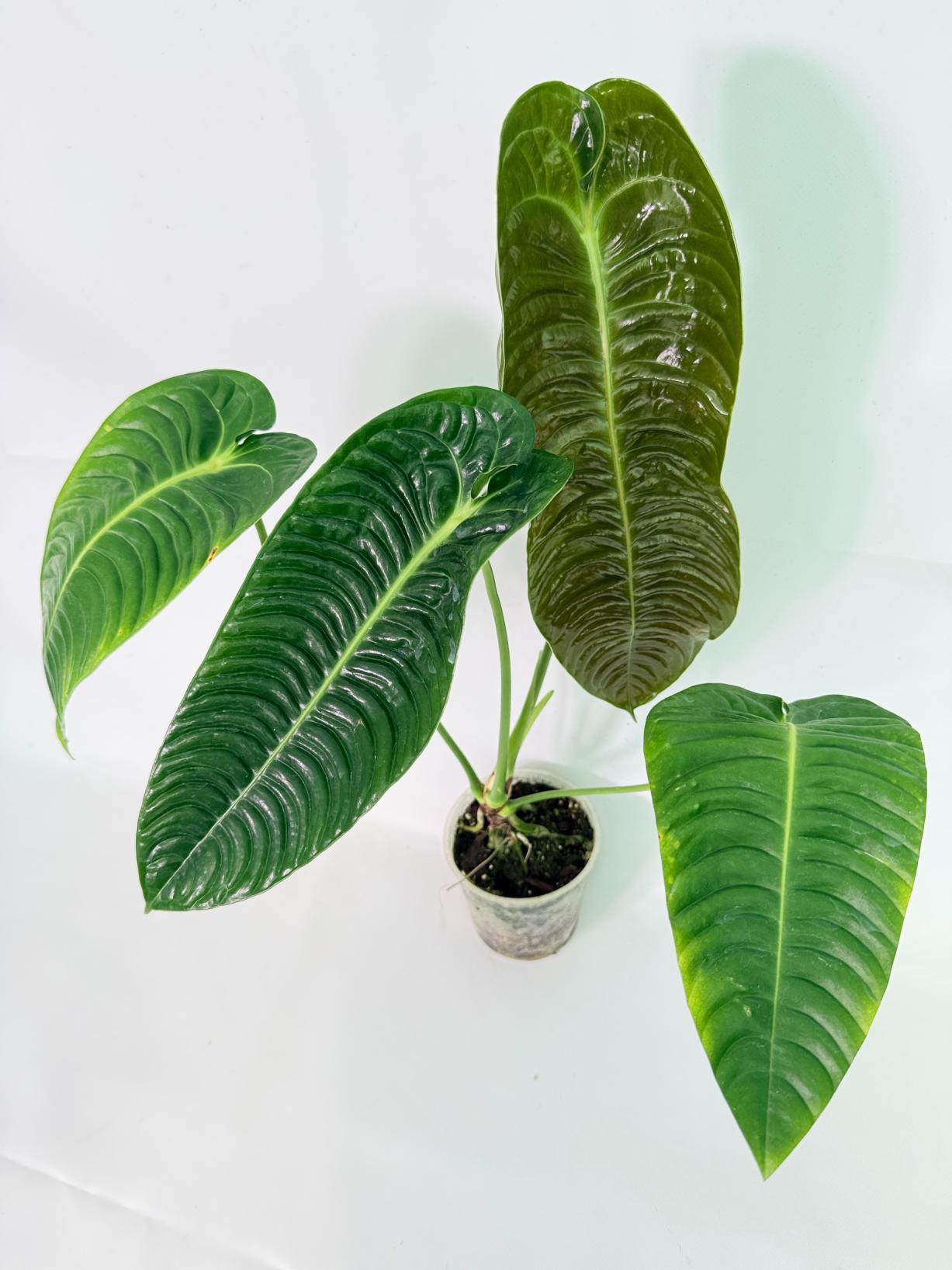 Anthurium veitchii narrow XL 02