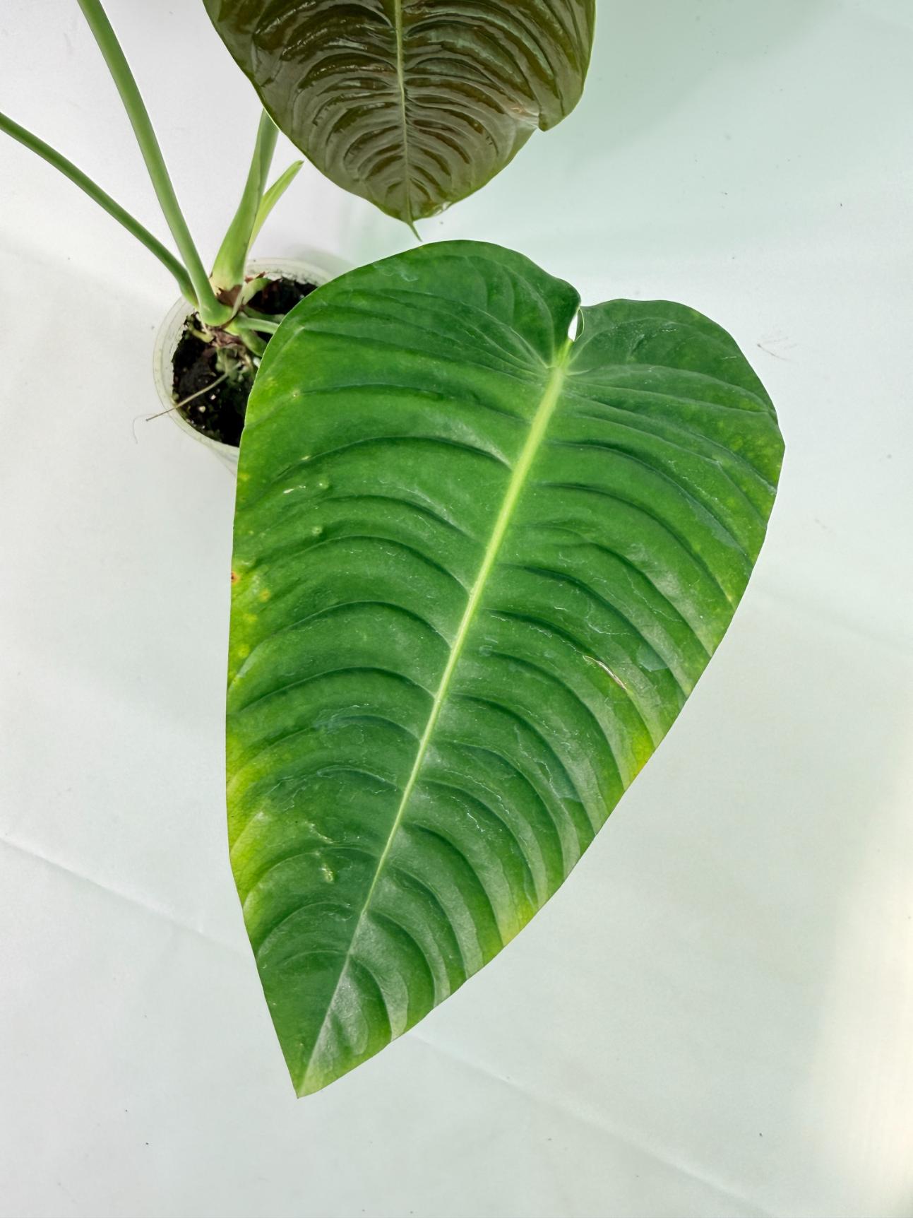 Anthurium veitchii narrow XL 04