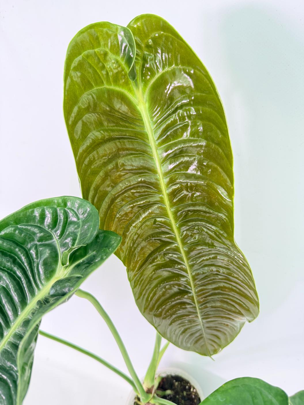 Anthurium veitchii narrow XL 05