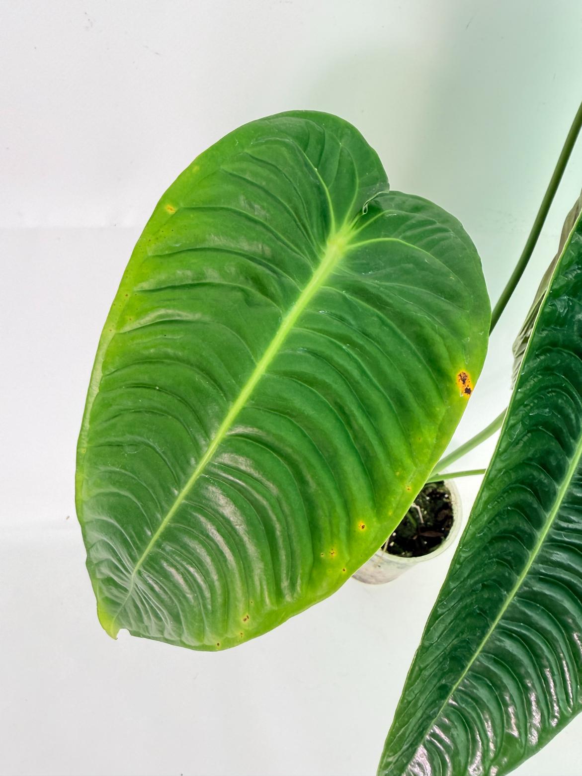 Anthurium veitchii narrow XL 06