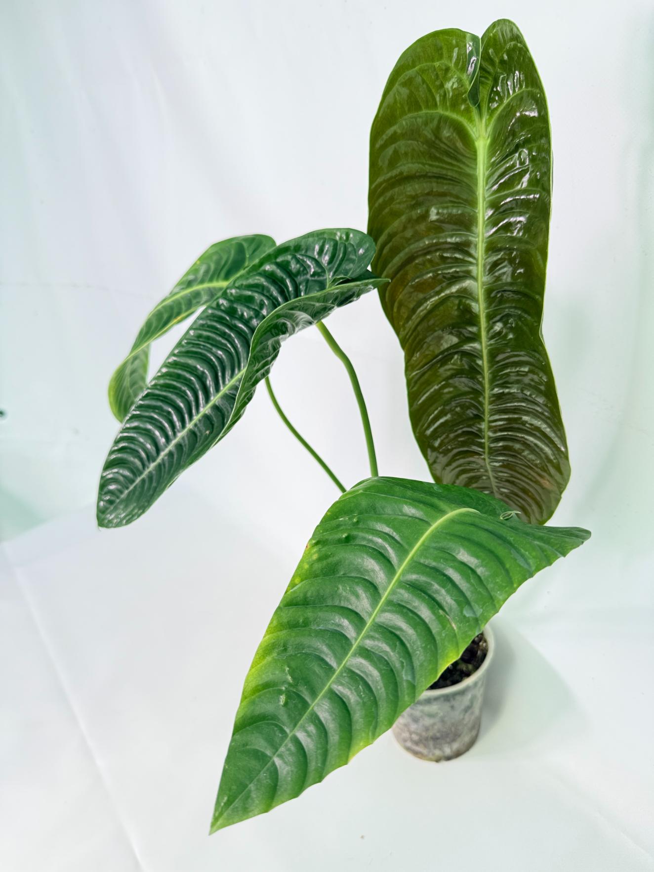 Anthurium veitchii narrow XL 07