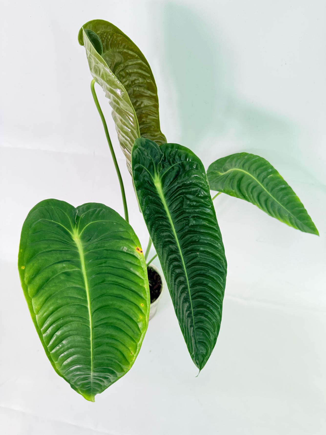 Anthurium veitchii narrow XL 08