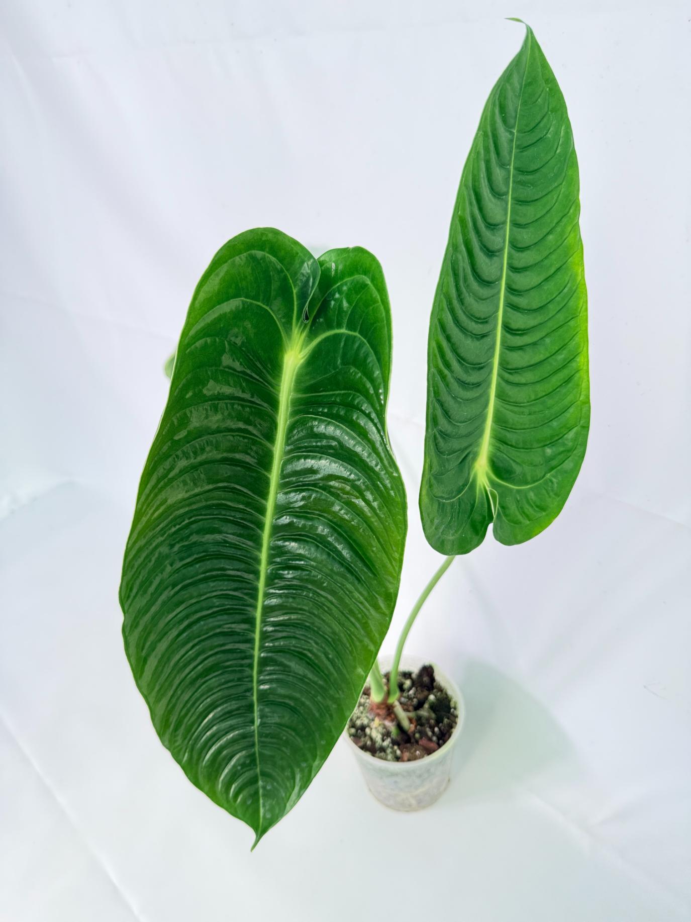 Anthurium veitchii narrow XL 09