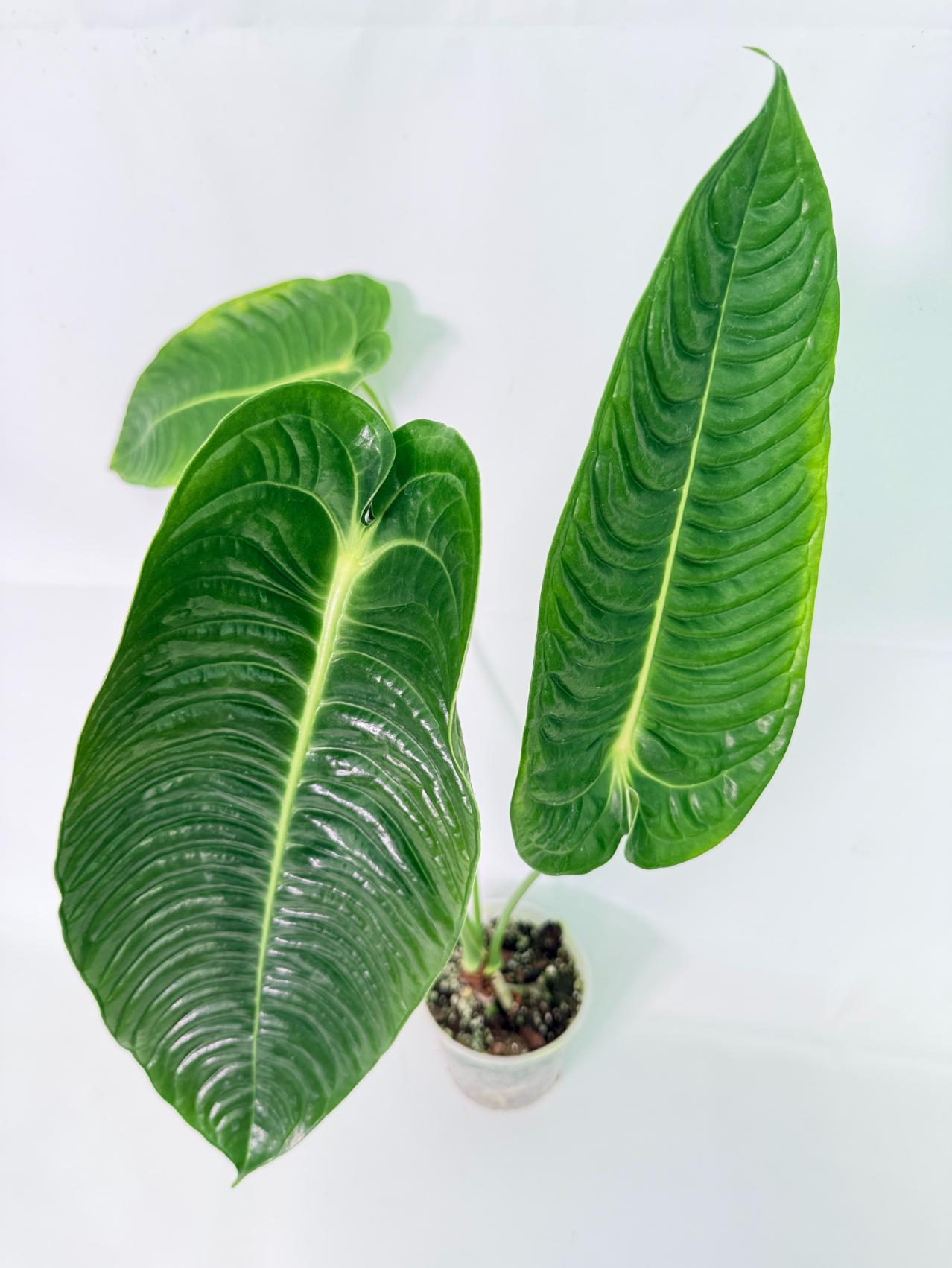 Anthurium veitchii narrow XL 03