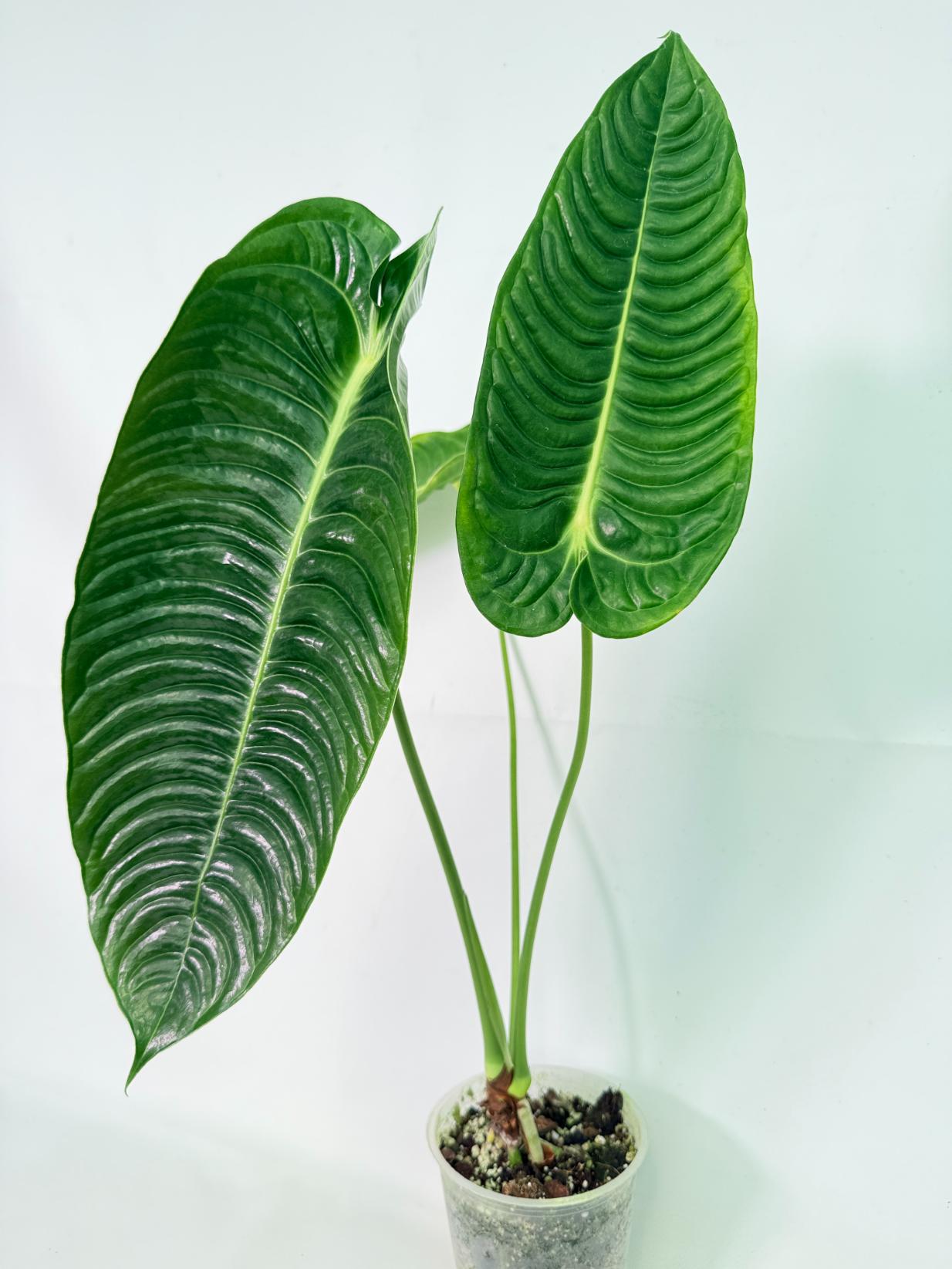 Anthurium veitchii narrow XL 01