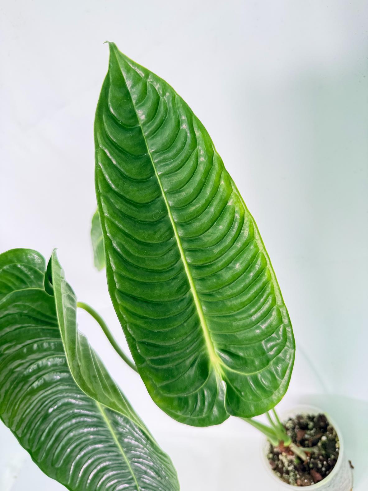 Anthurium veitchii narrow XL 04