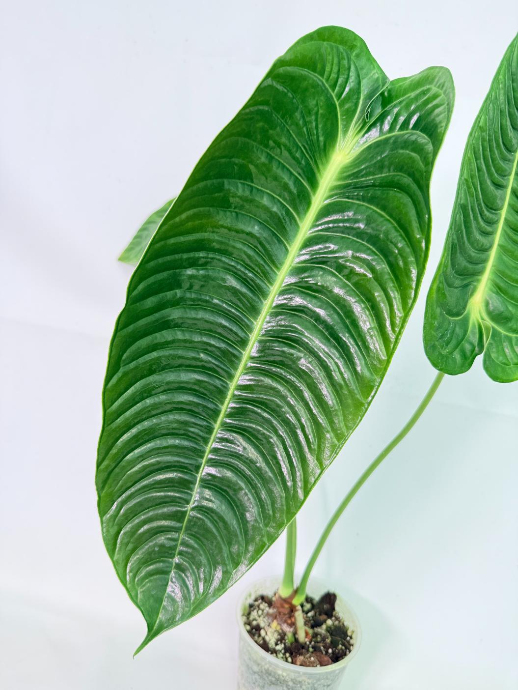 Anthurium veitchii narrow XL 05