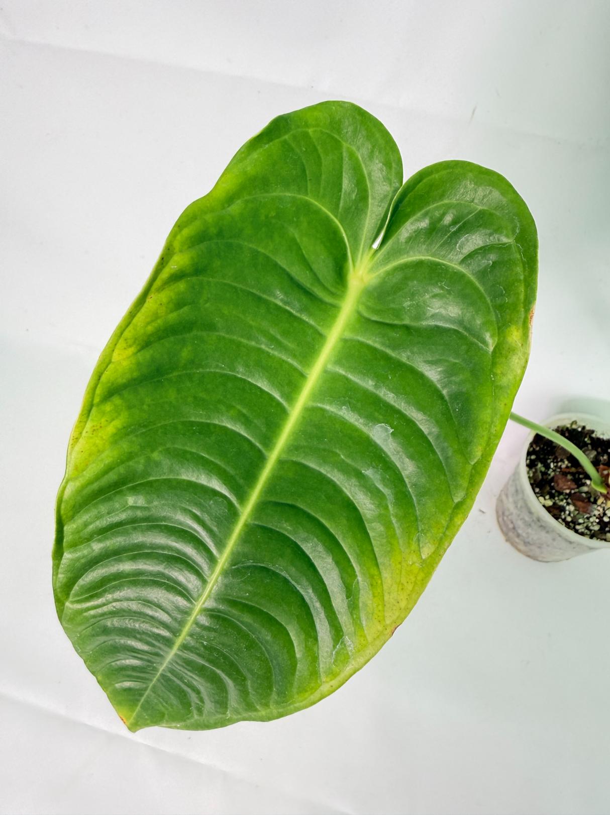 Anthurium veitchii narrow XL 06
