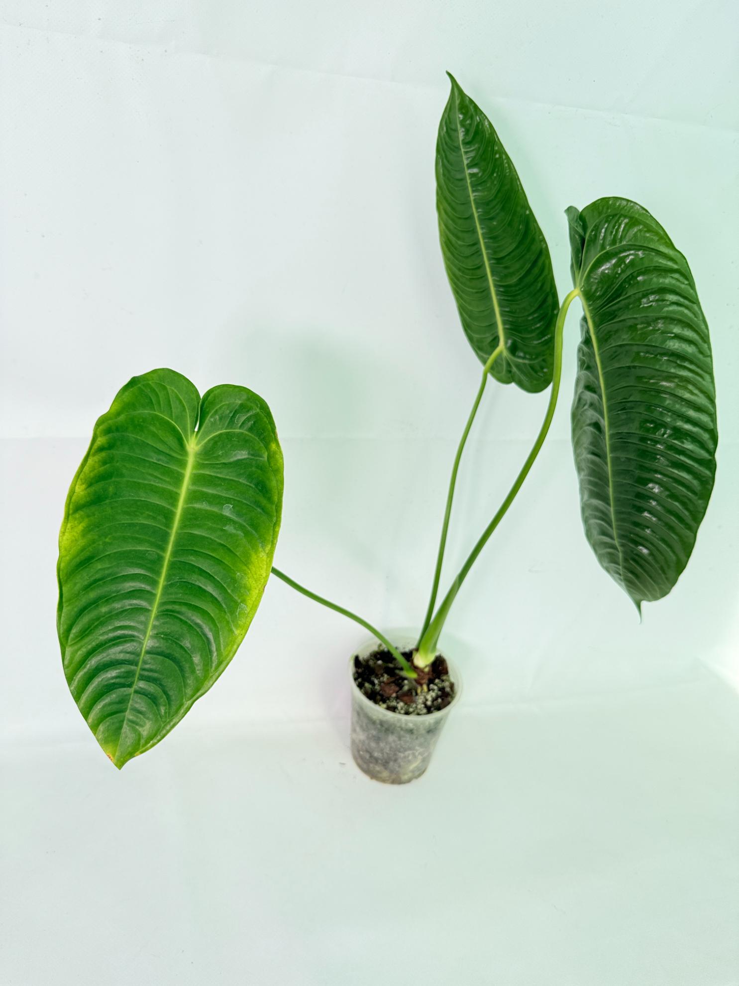Anthurium veitchii narrow XL 07