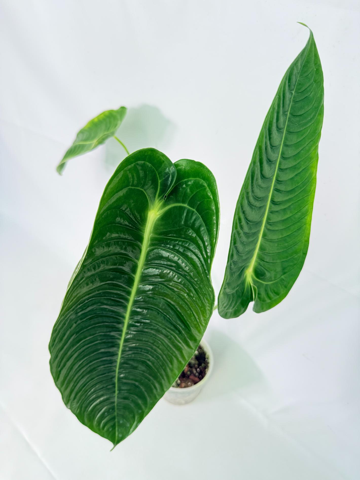 Anthurium veitchii narrow XL 08