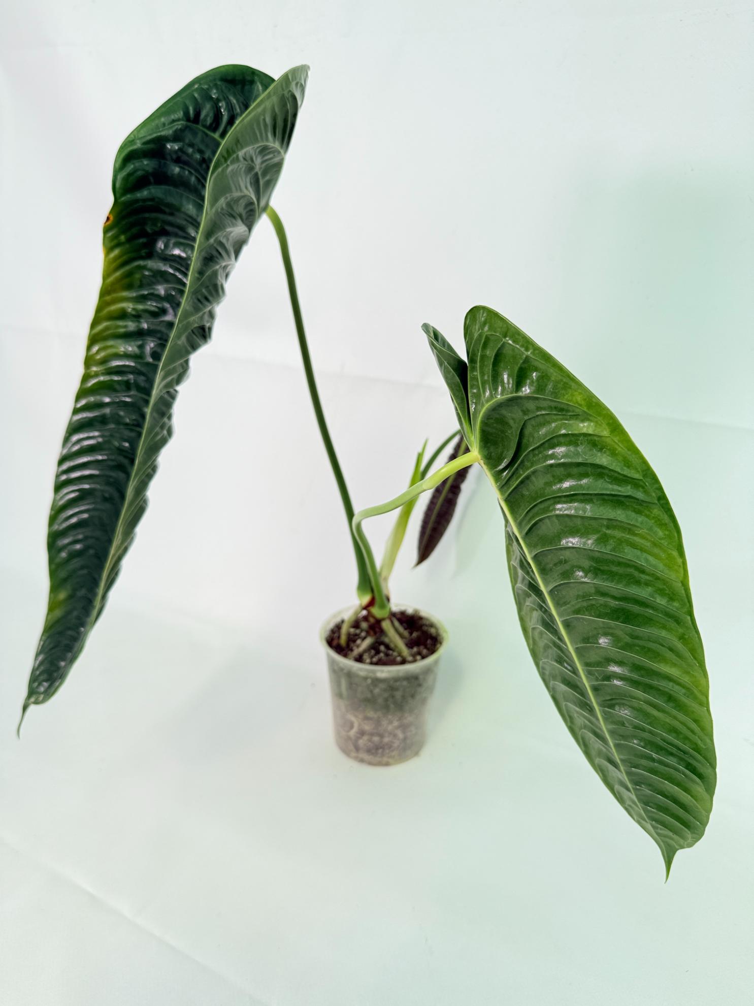 Anthurium veitchii narrow XL 09