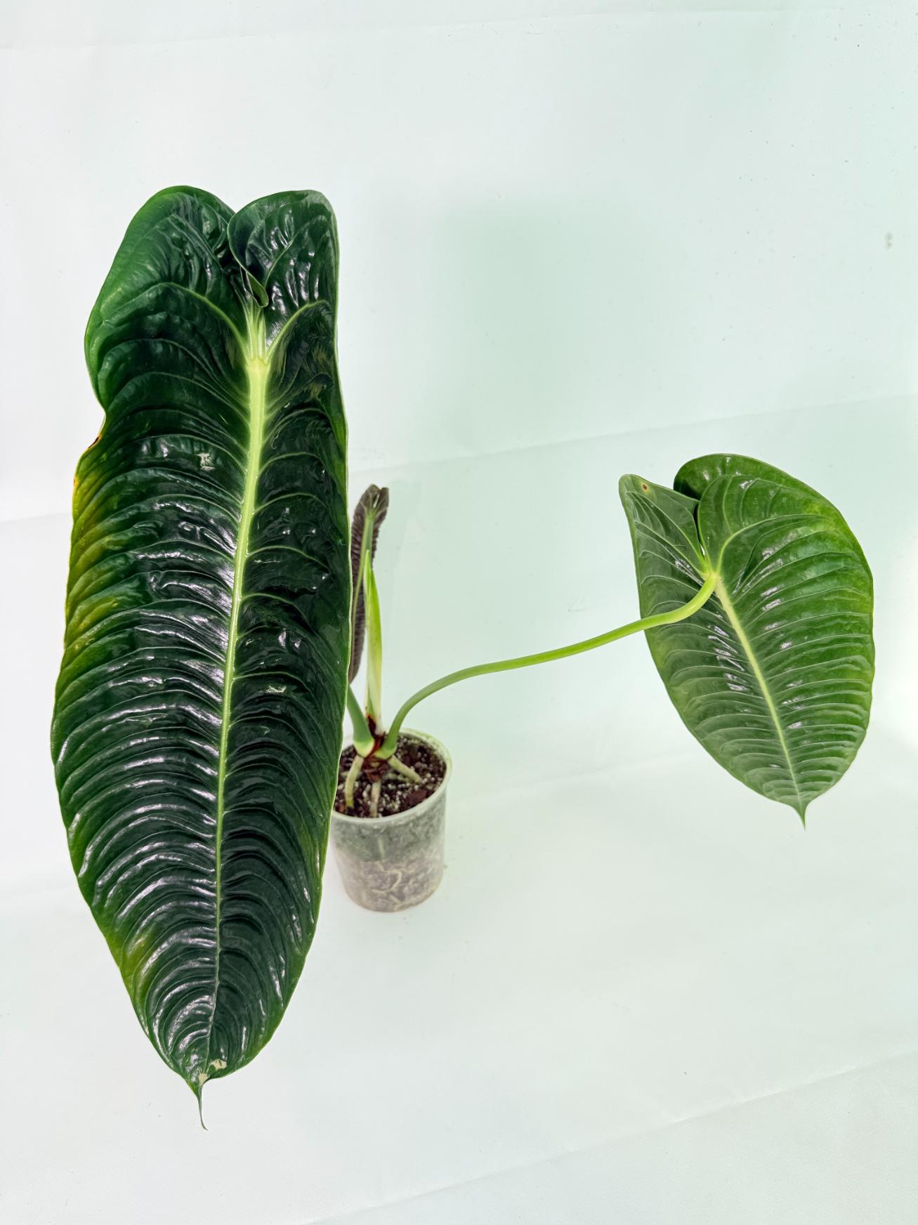 Anthurium veitchii narrow XL 10