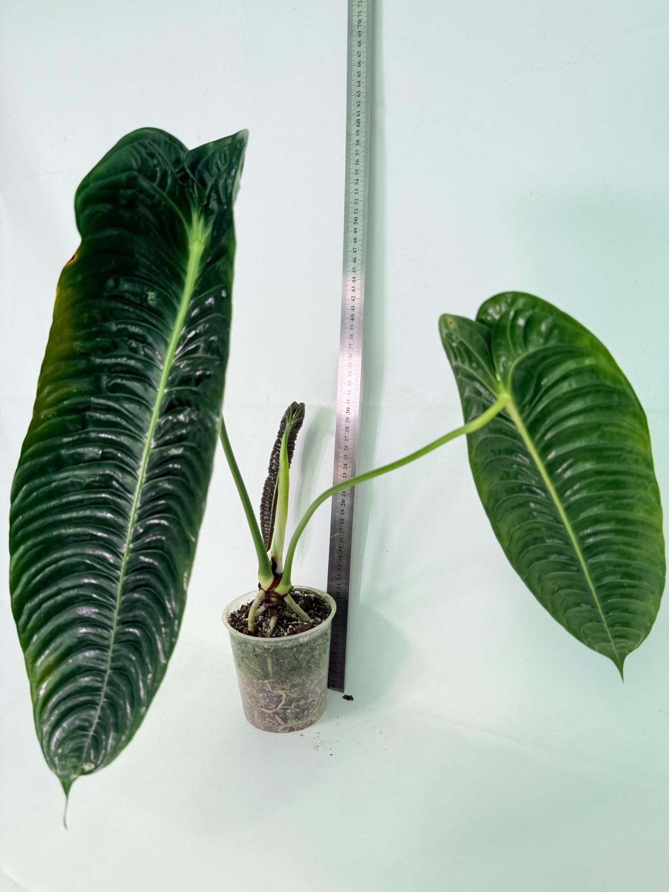 Anthurium veitchii narrow XL 01