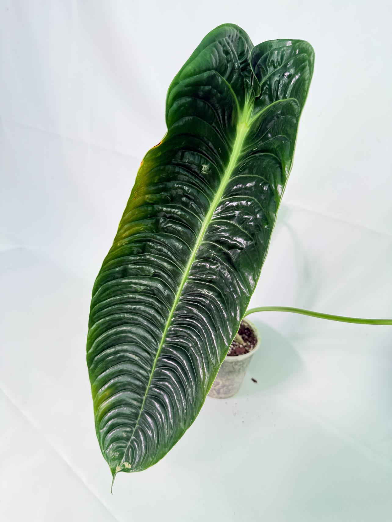Anthurium veitchii narrow XL 03