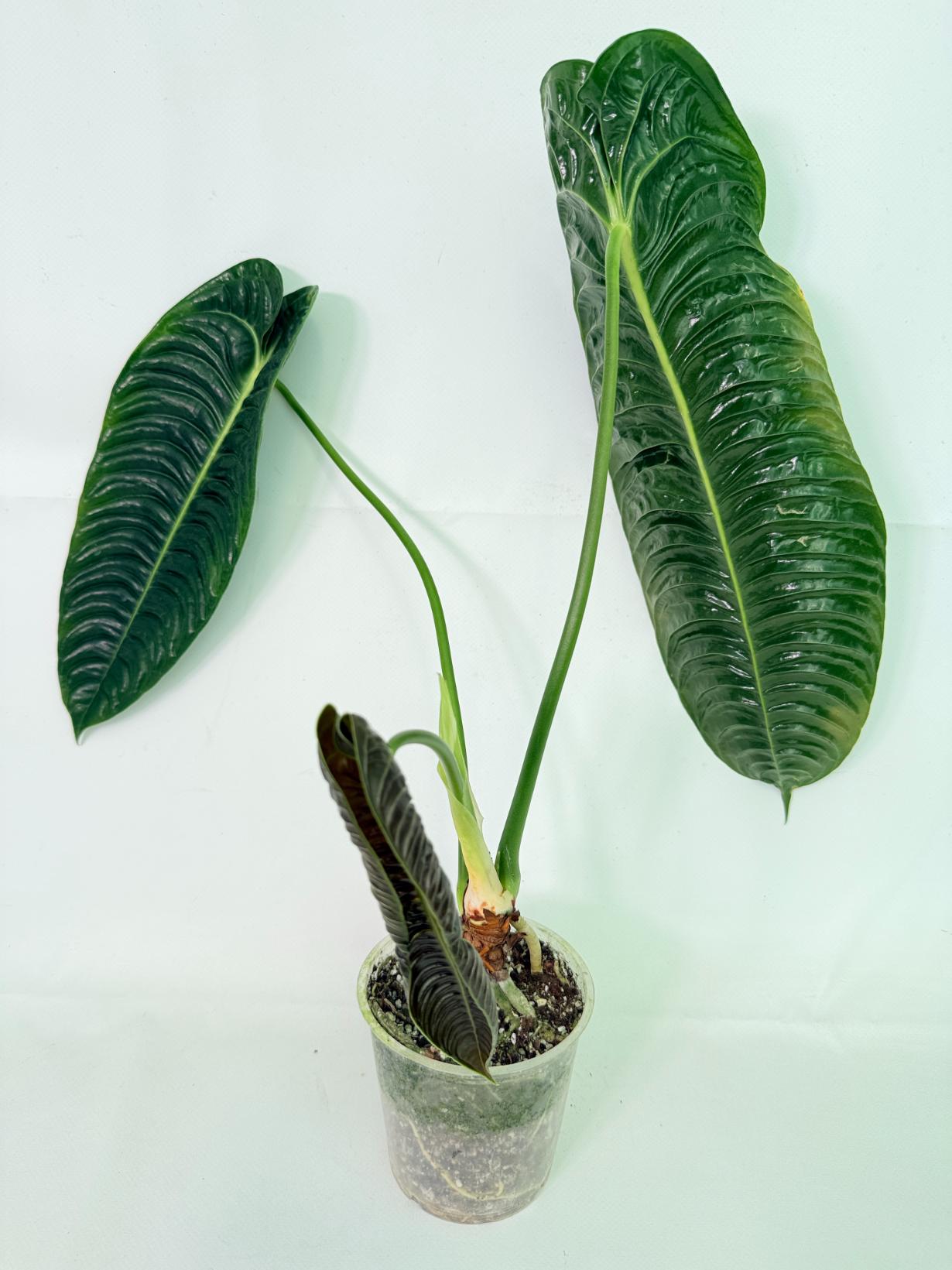 Anthurium veitchii narrow XL 04