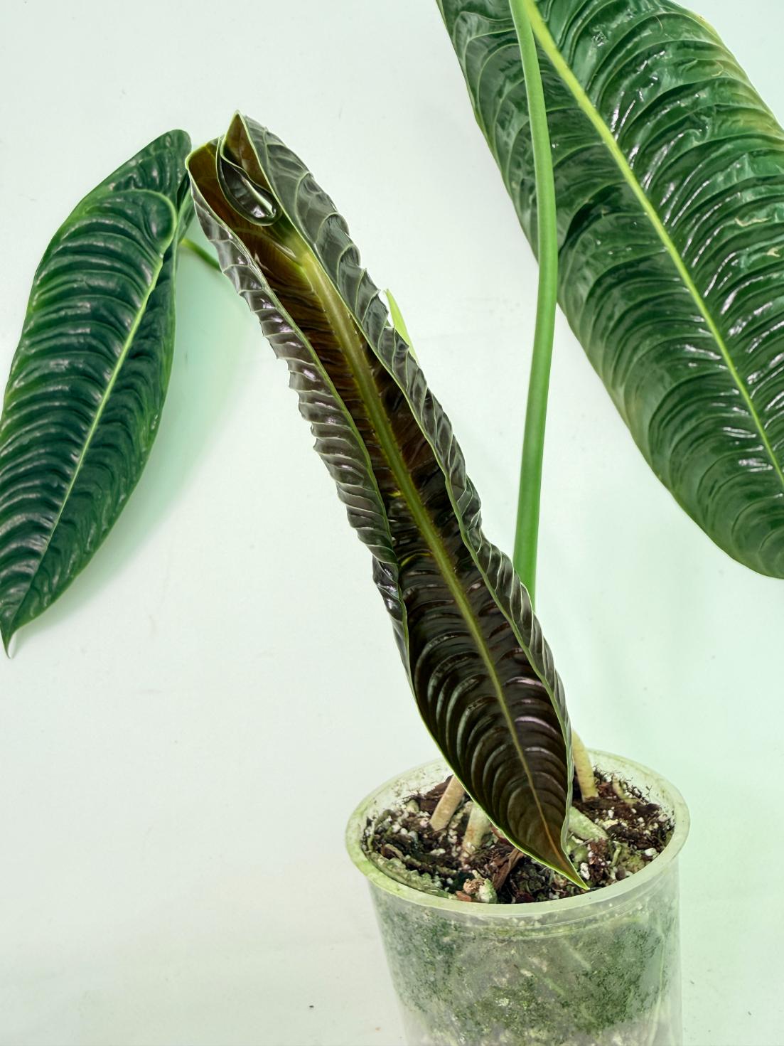Anthurium veitchii narrow XL 05