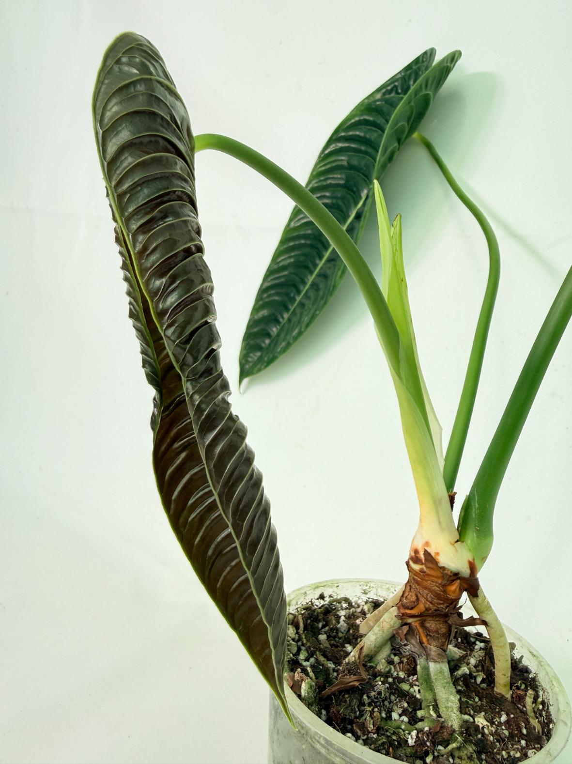 Anthurium veitchii narrow XL 06
