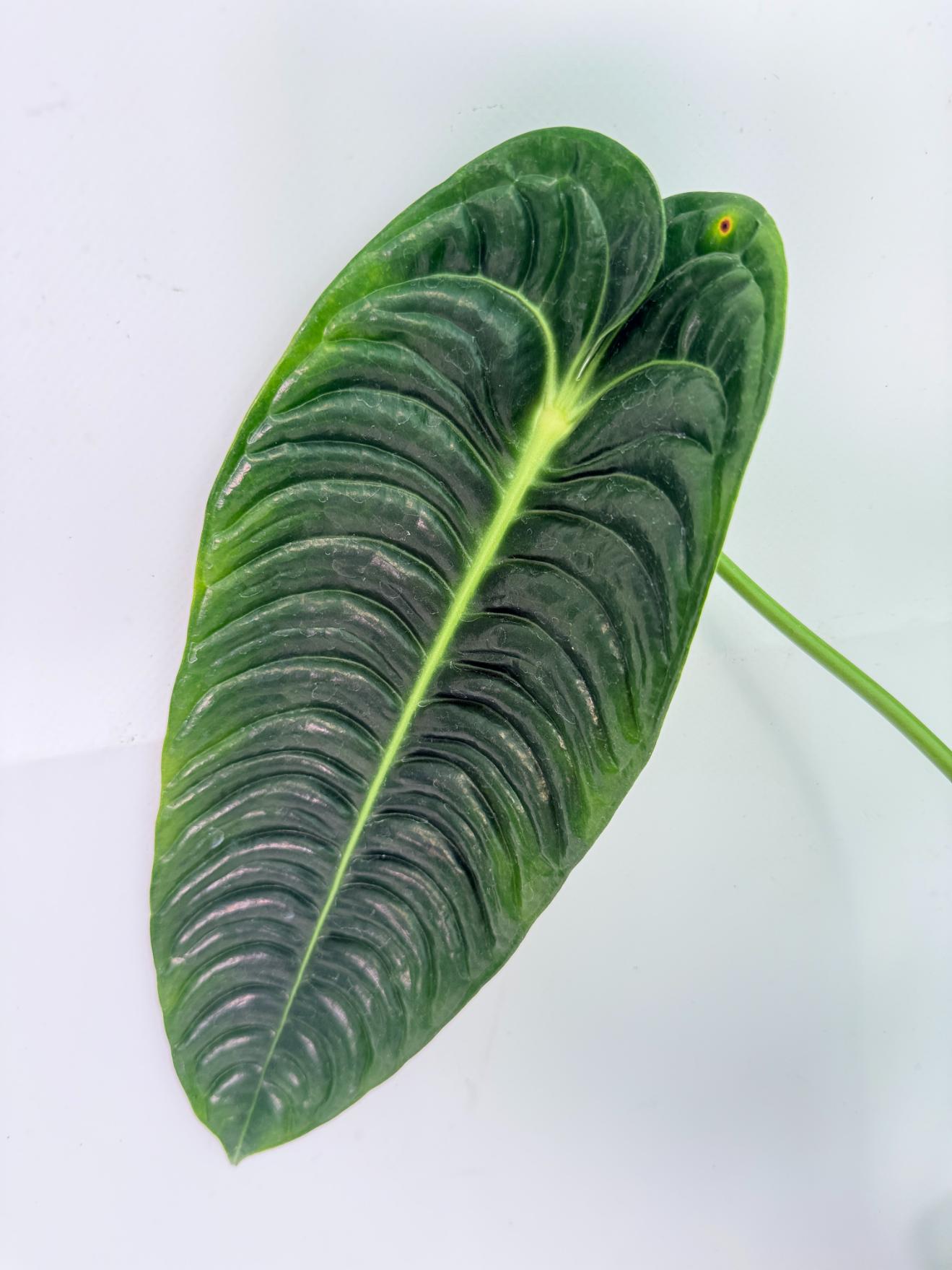 Anthurium veitchii narrow XL 07