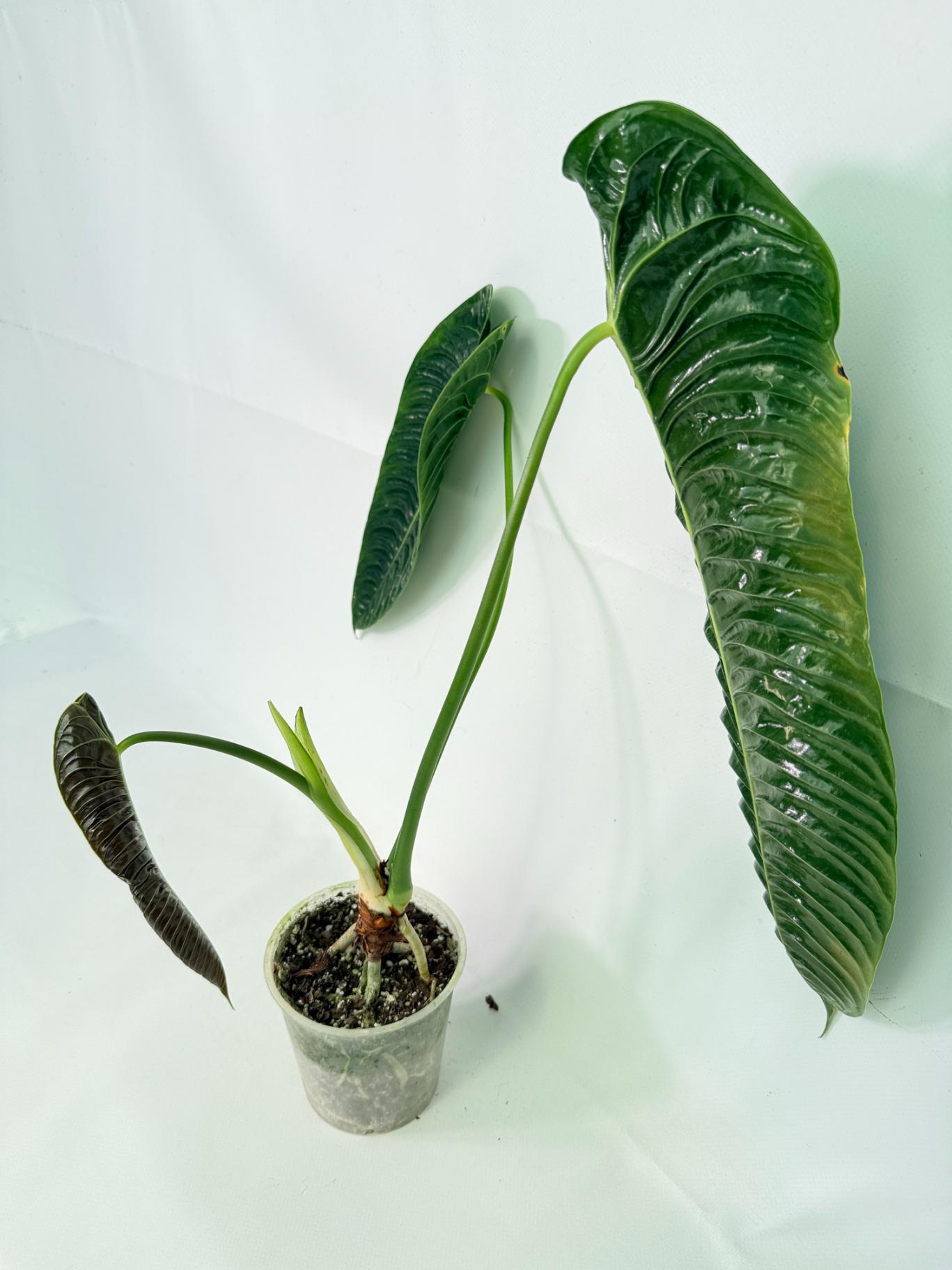 Anthurium veitchii narrow XL 08