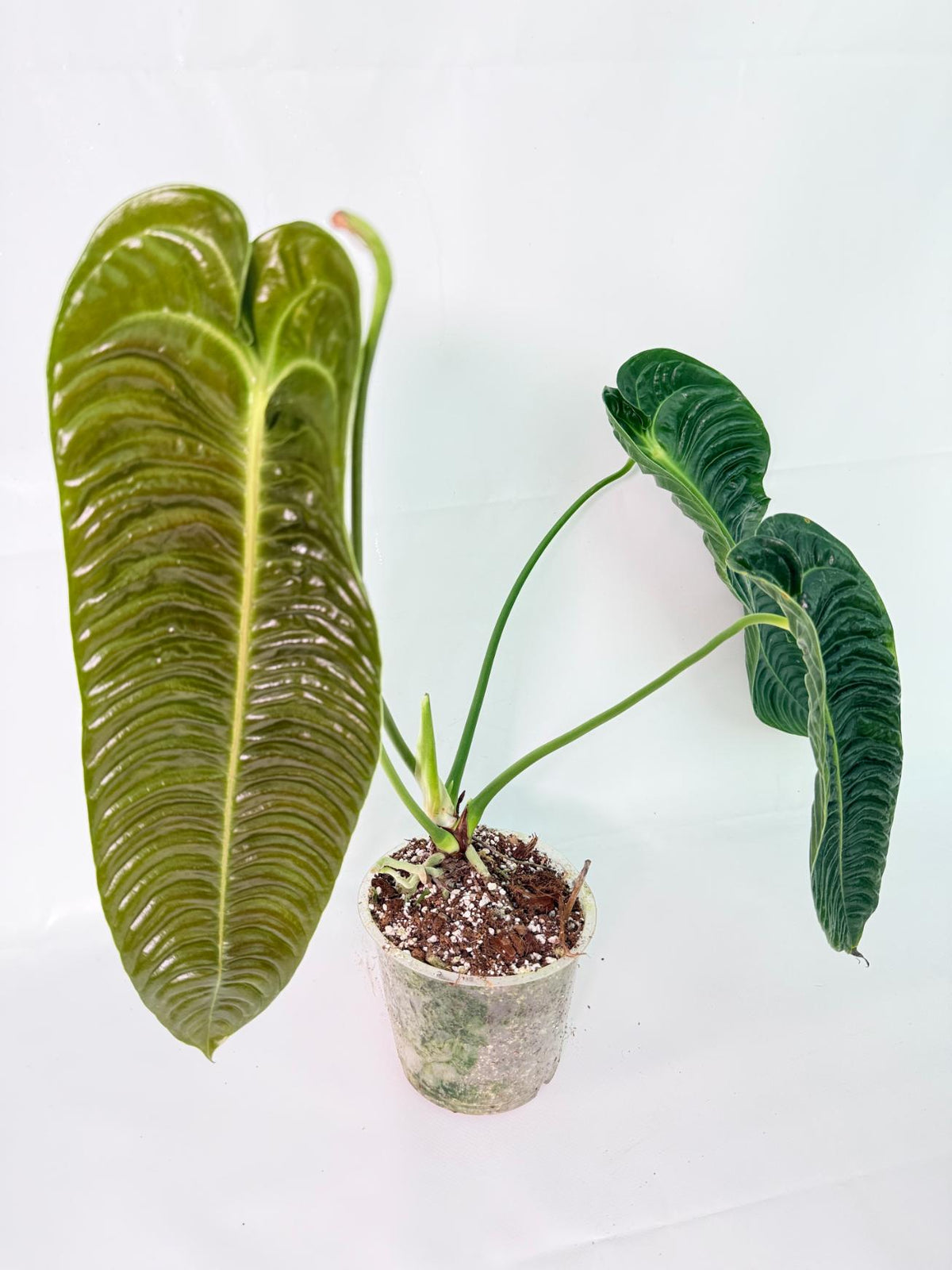 Anthurium veitchii narrow XL 01