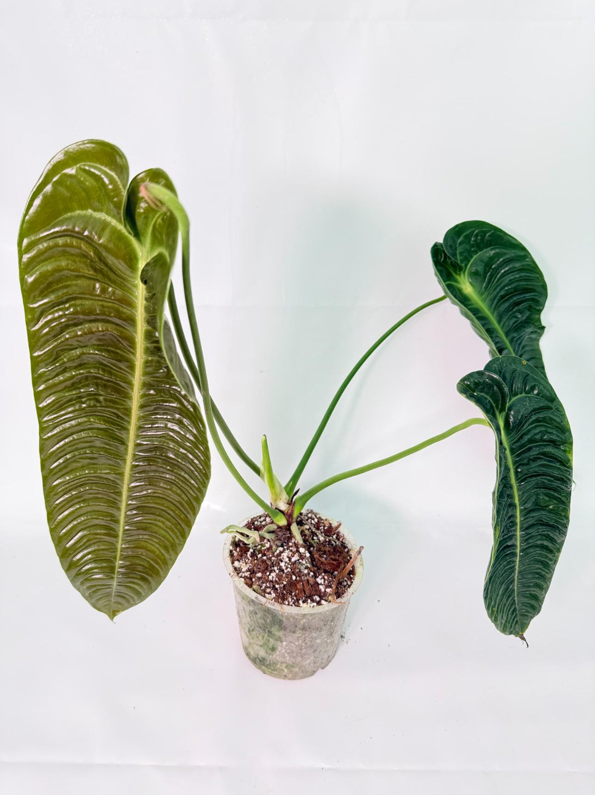 Anthurium veitchii narrow XL 09
