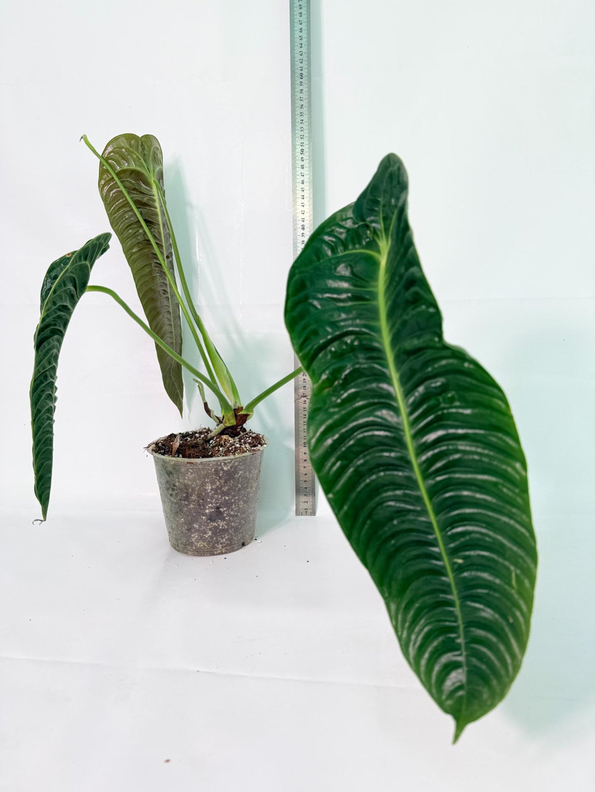 Anthurium veitchii narrow XL 10