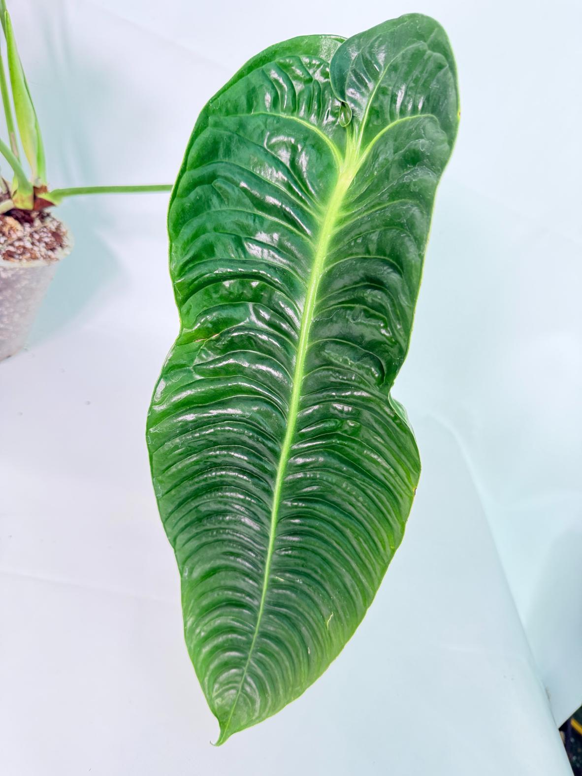 Anthurium veitchii narrow XL 02