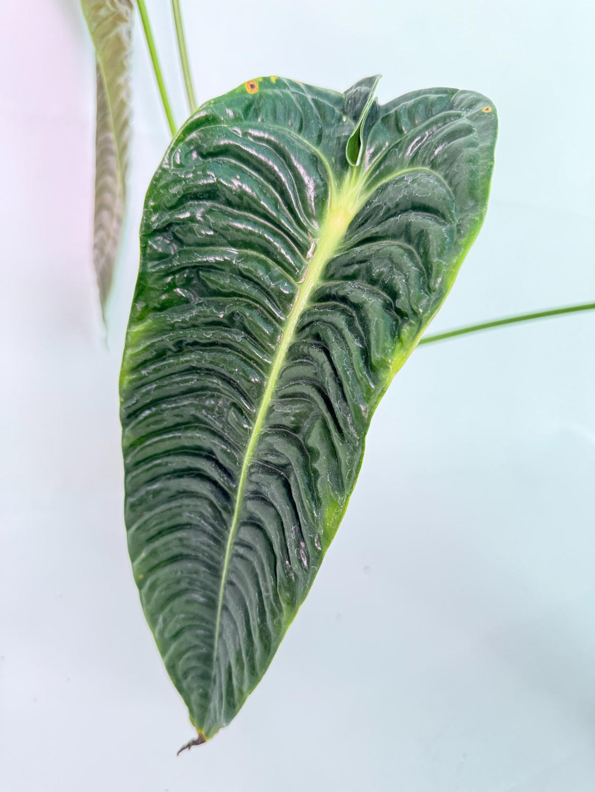 Anthurium veitchii narrow XL 03