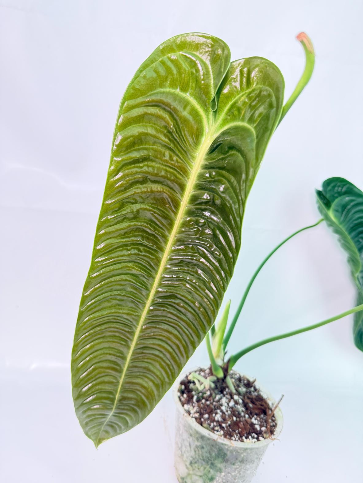 Anthurium veitchii narrow XL 04