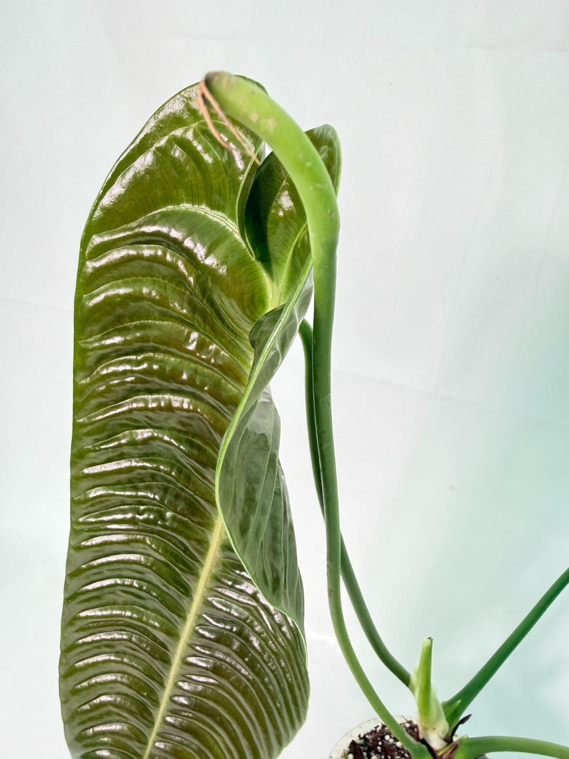Anthurium veitchii narrow XL 05