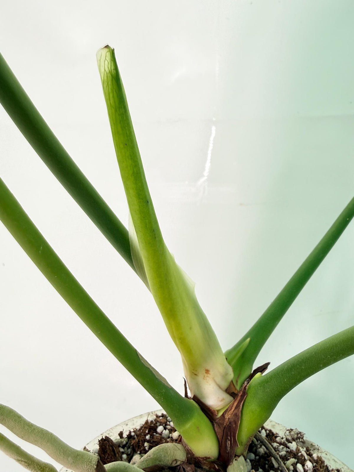 Anthurium veitchii narrow XL 6