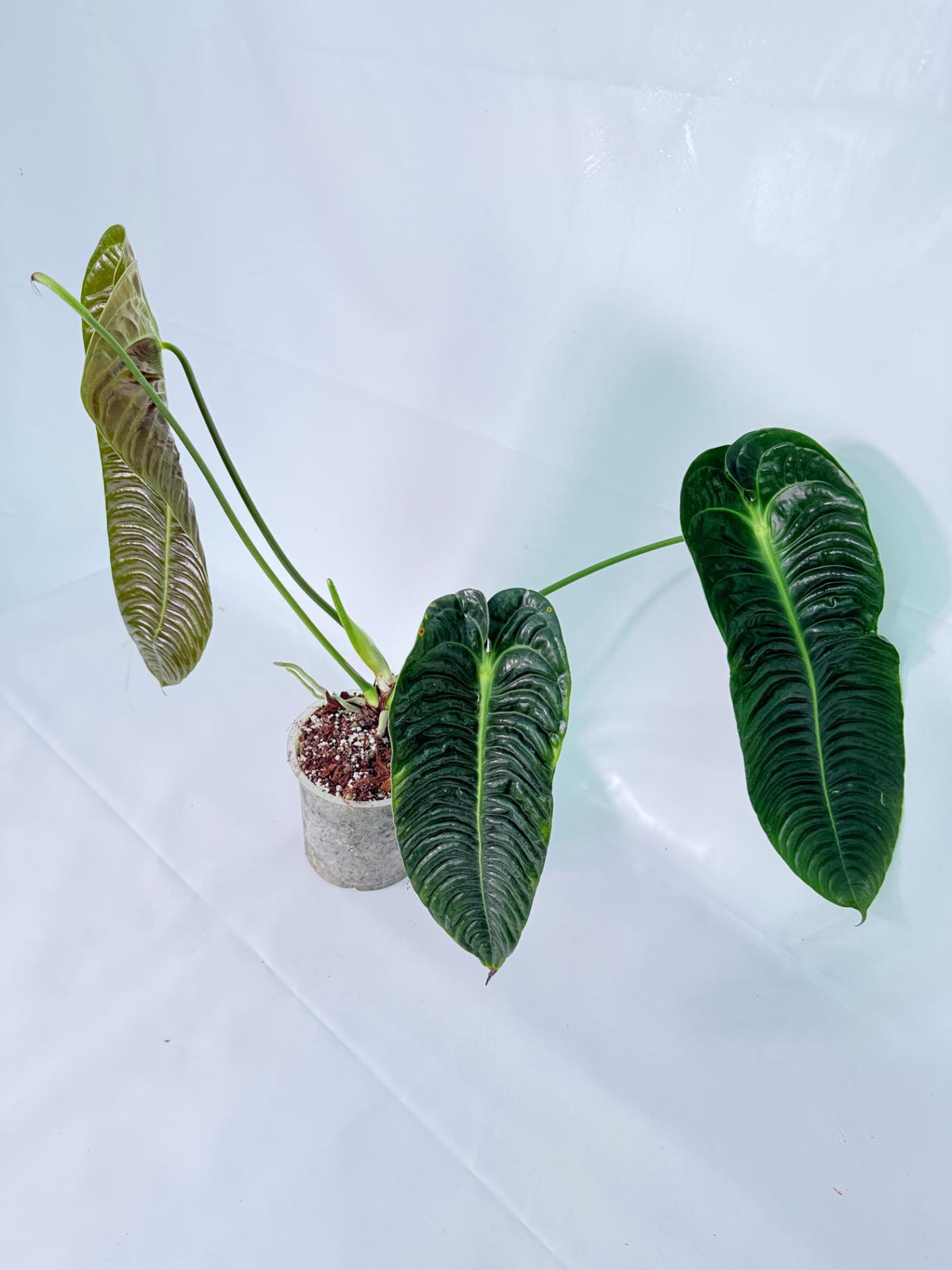 Anthurium veitchii narrow XL 07