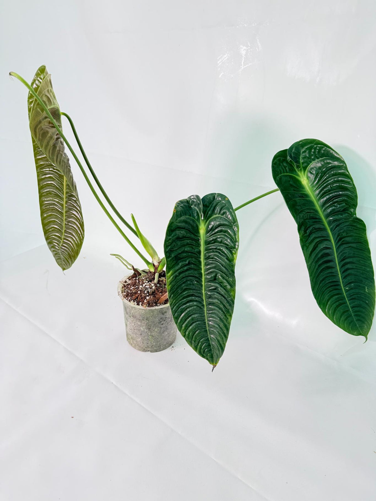 Anthurium veitchii narrow XL 08