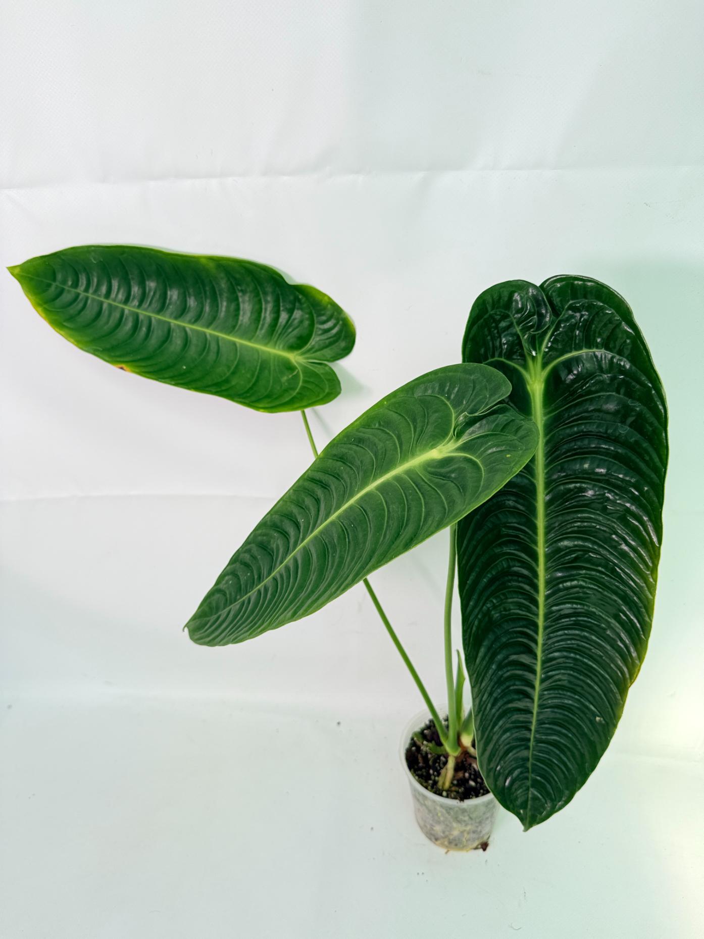 Anthurium veitchii narrow XL 01
