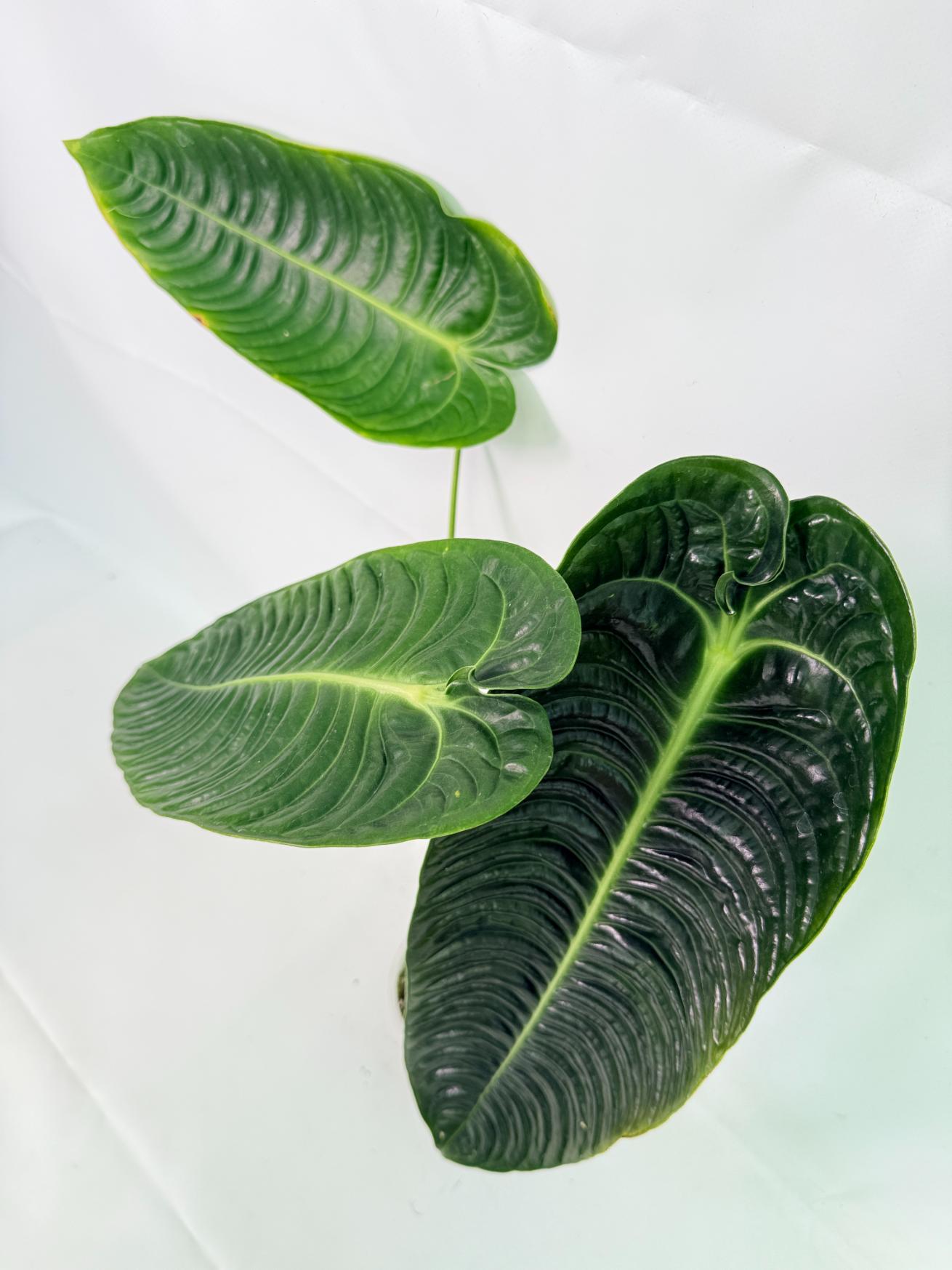 Anthurium veitchii narrow XL 03