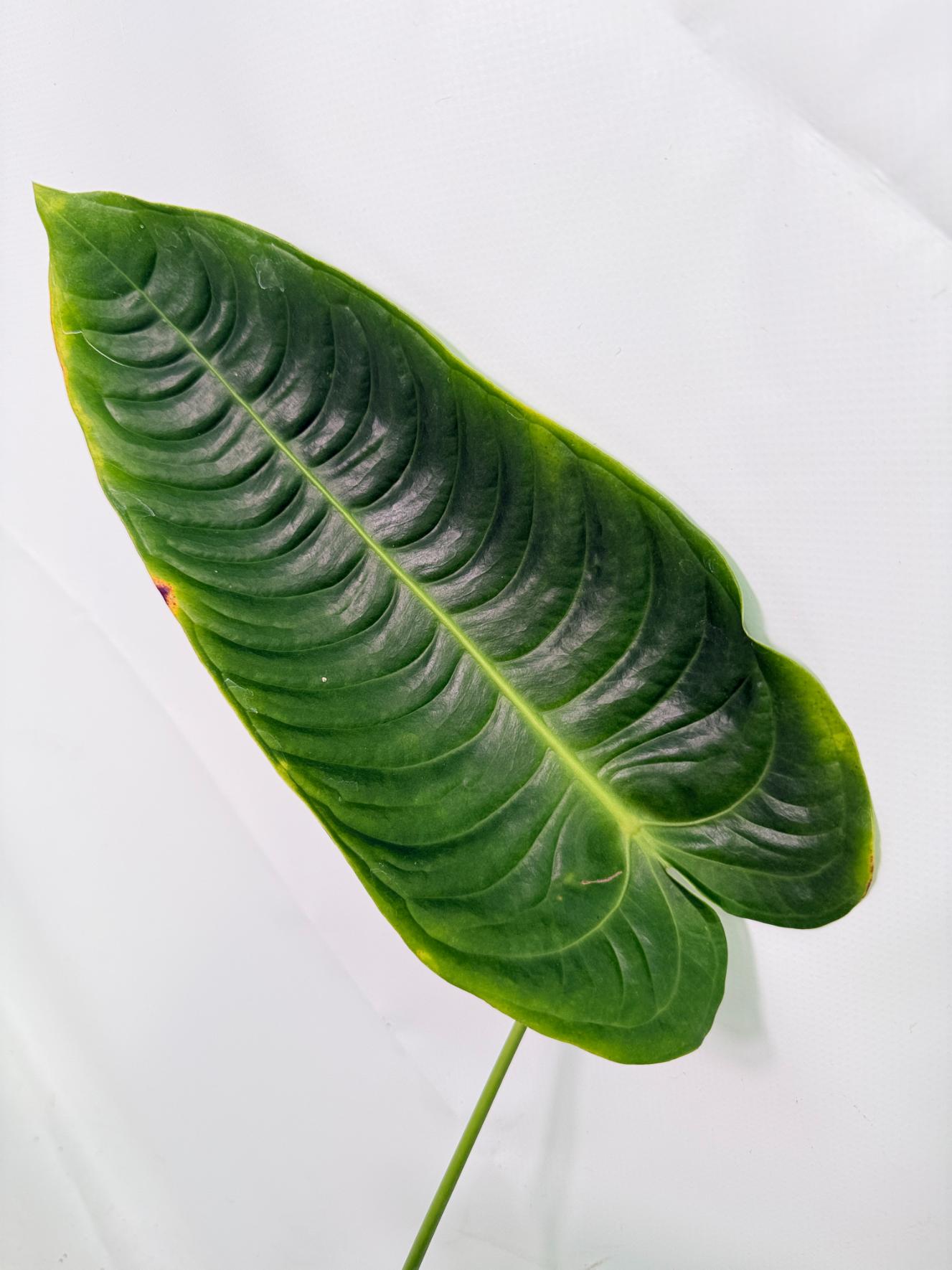 Anthurium veitchii narrow XL 04