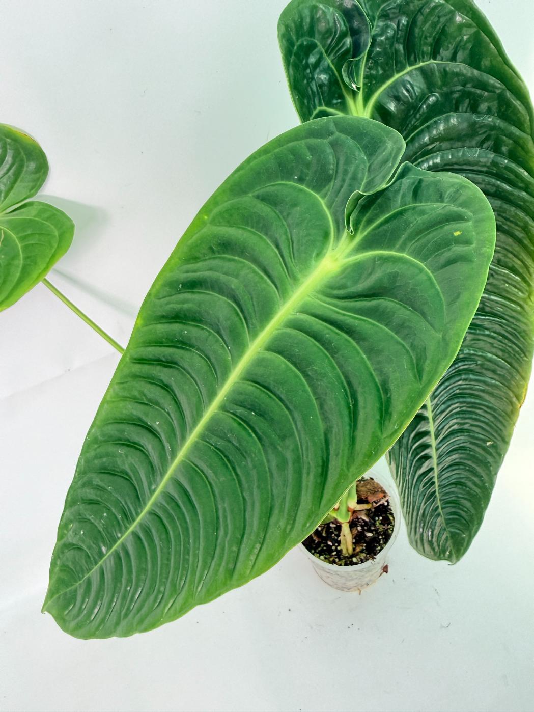 Anthurium veitchii narrow XL 05