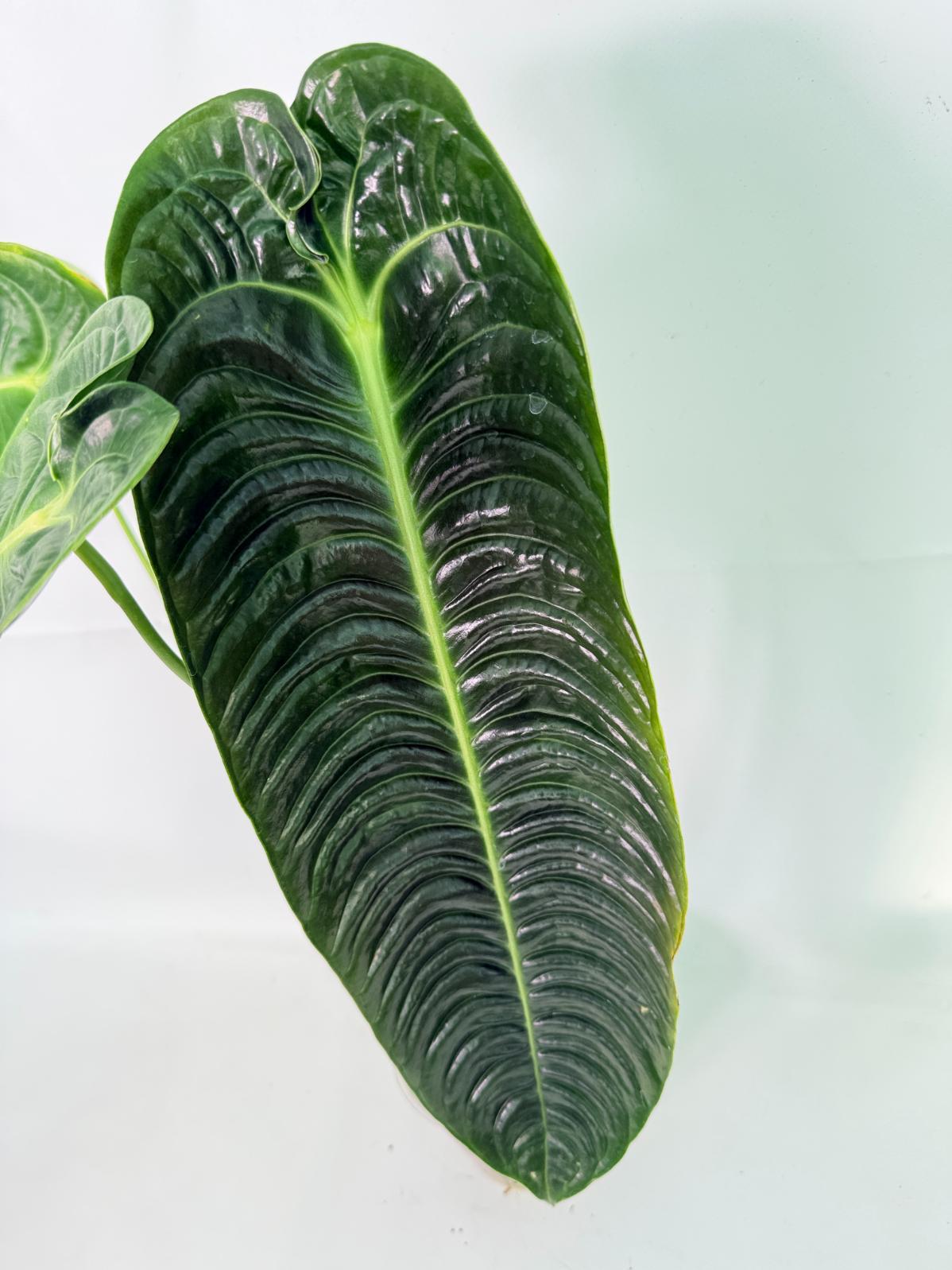 Anthurium veitchii narrow XL 06