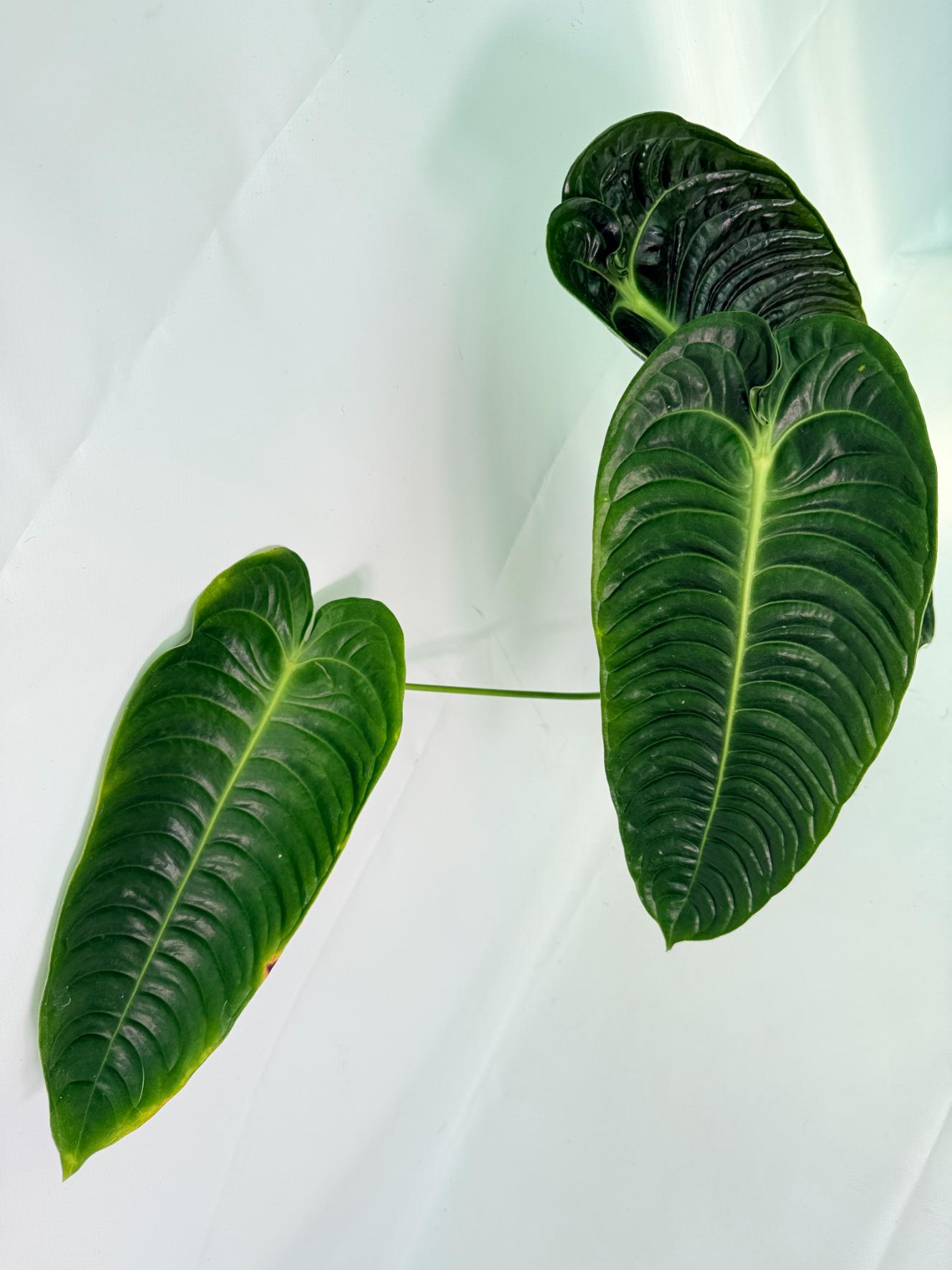 Anthurium veitchii narrow XL 07