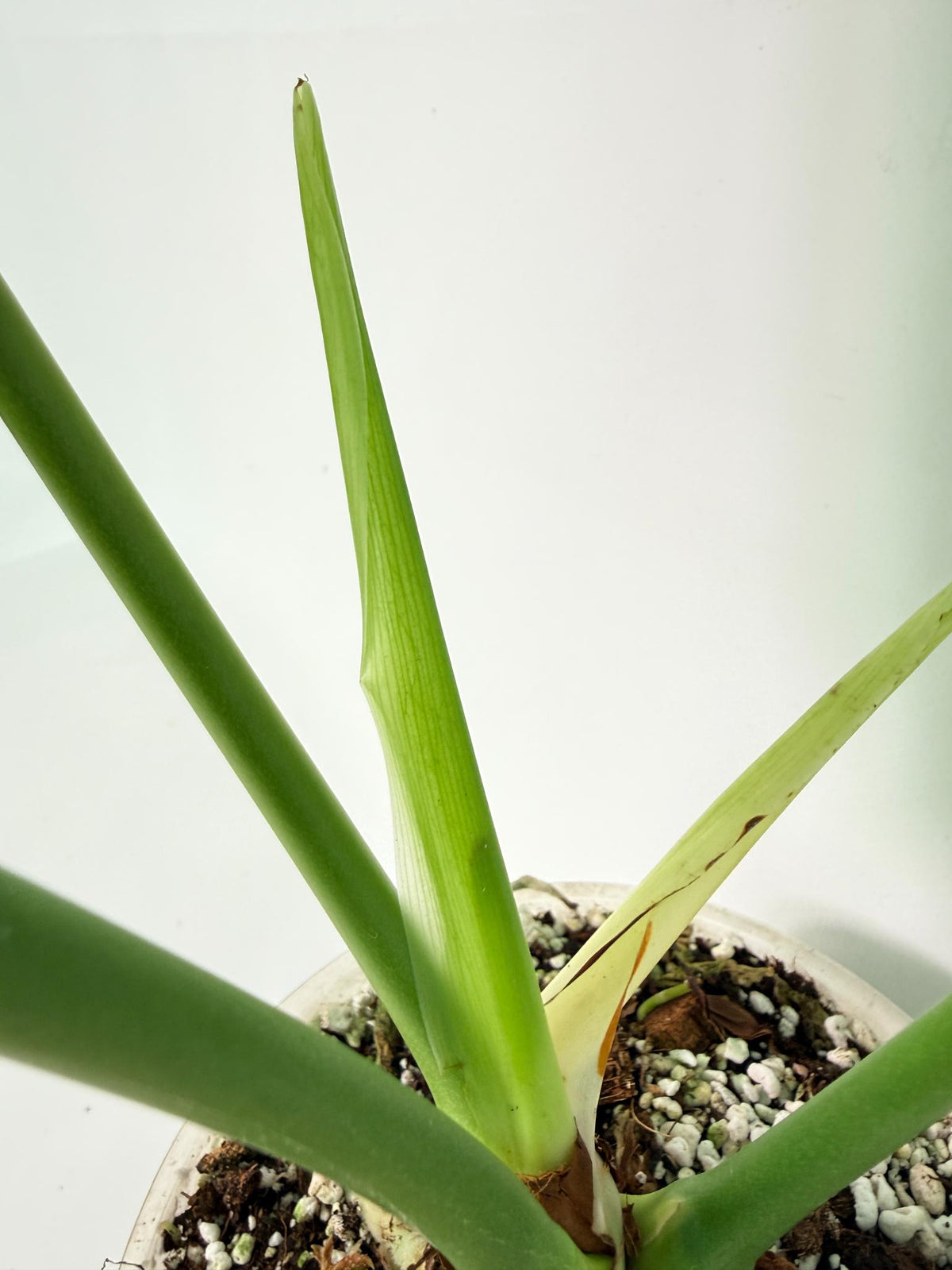 Anthurium veitchii narrow XXL 09