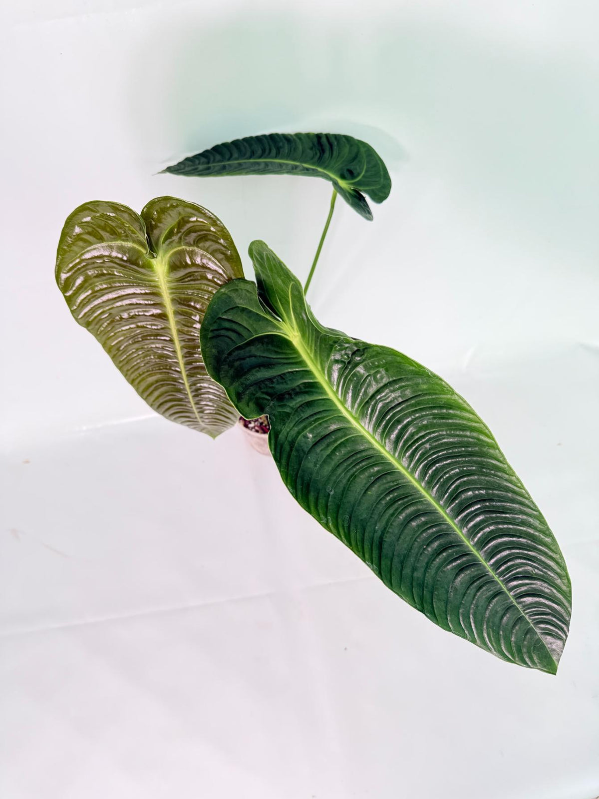 Anthurium veitchii narrow XXL 10
