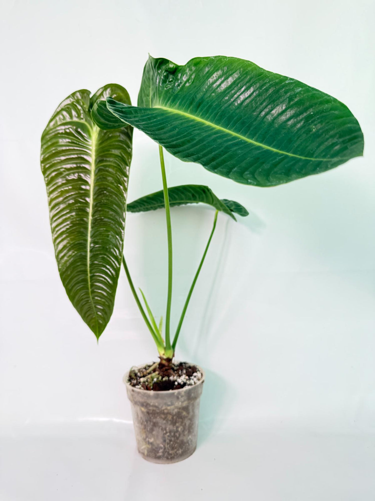 Anthurium veitchii narrow XXL 