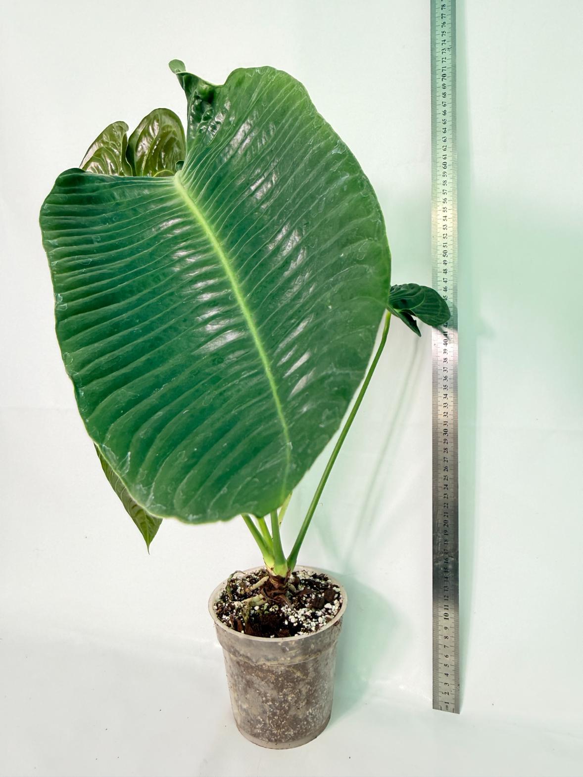 Anthurium veitchii narrow XXL 05