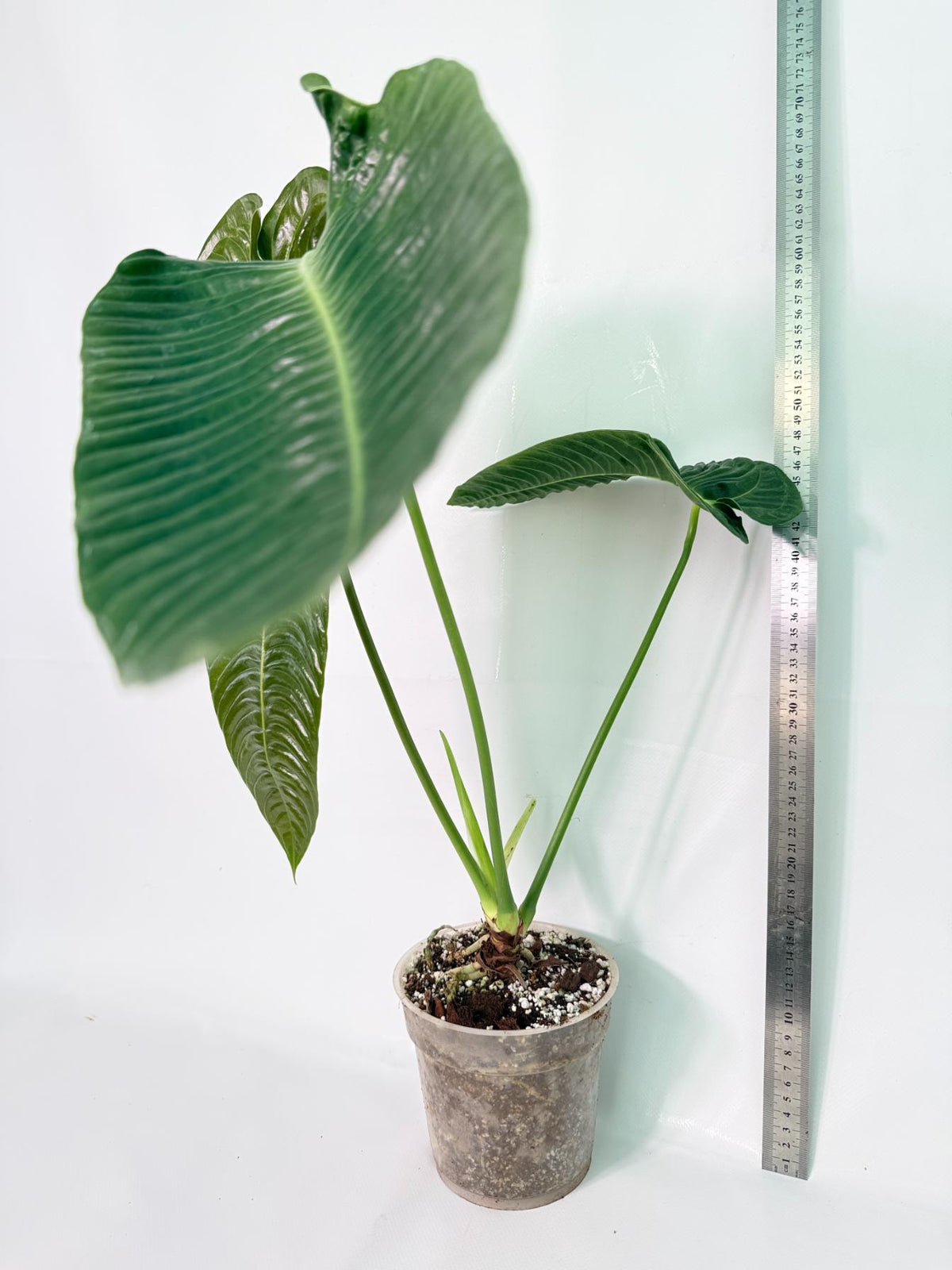 Anthurium veitchii narrow XXL 11