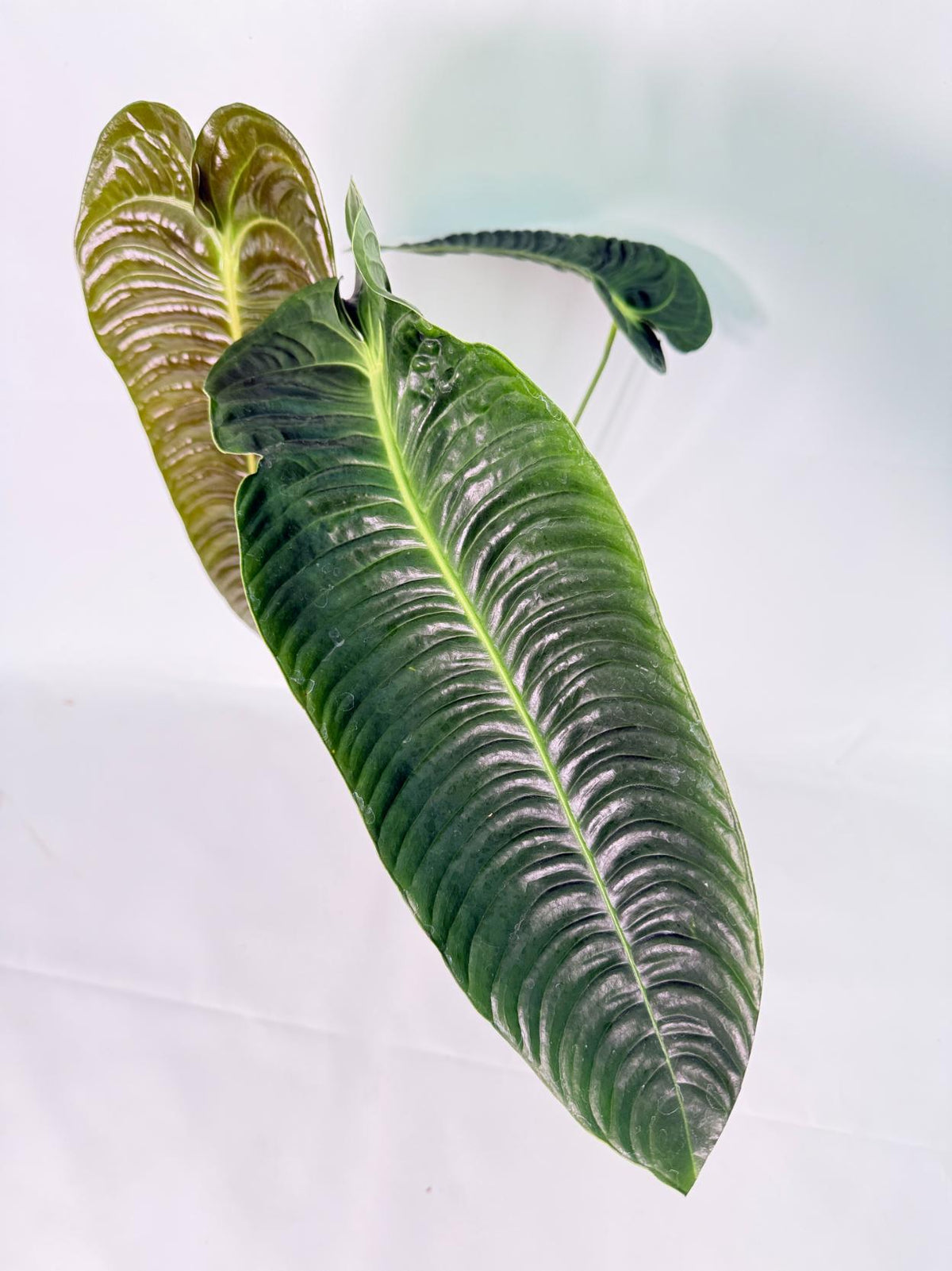 Anthurium veitchii narrow XXL 02