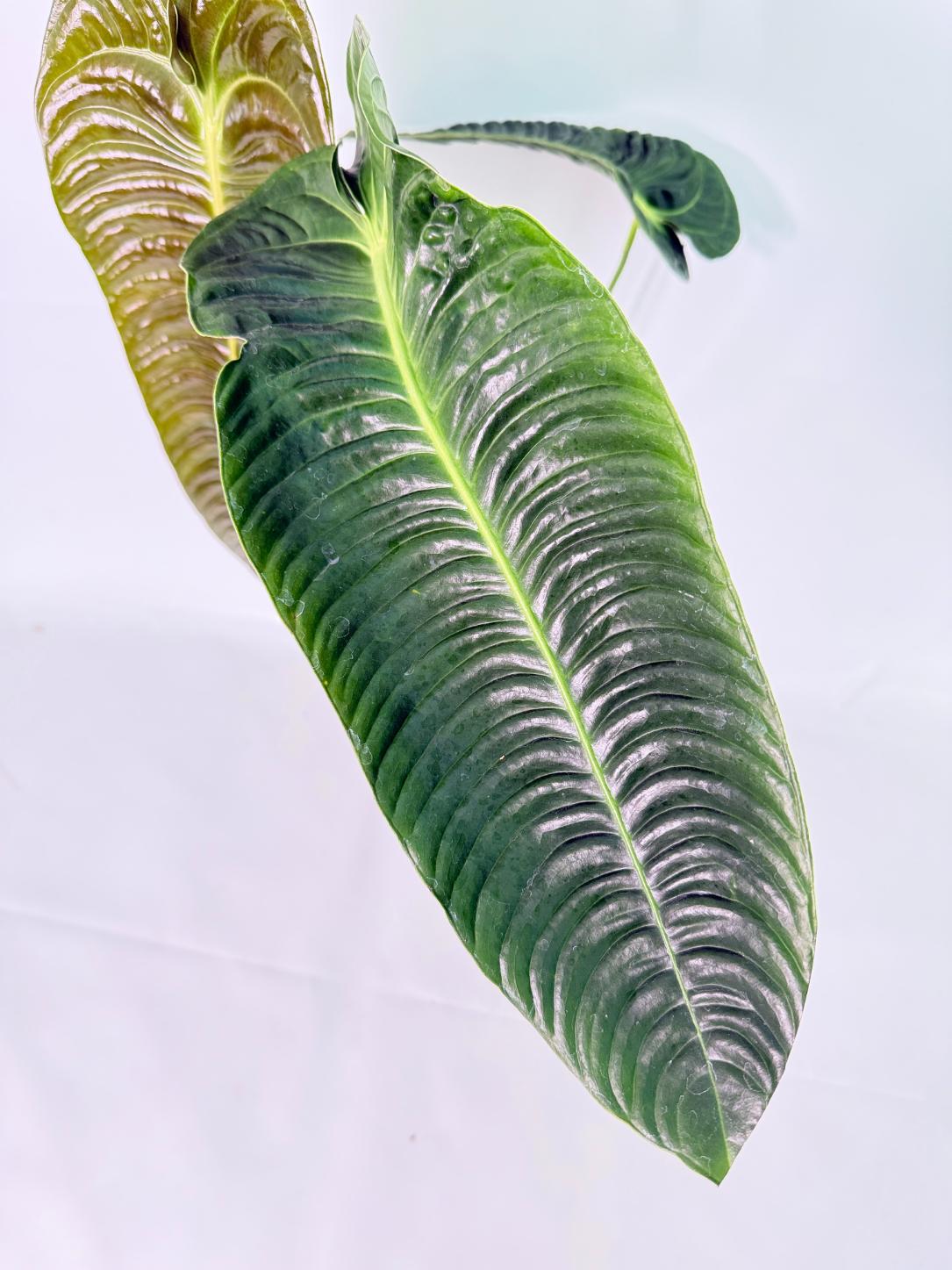 Anthurium veitchii narrow XXL 03