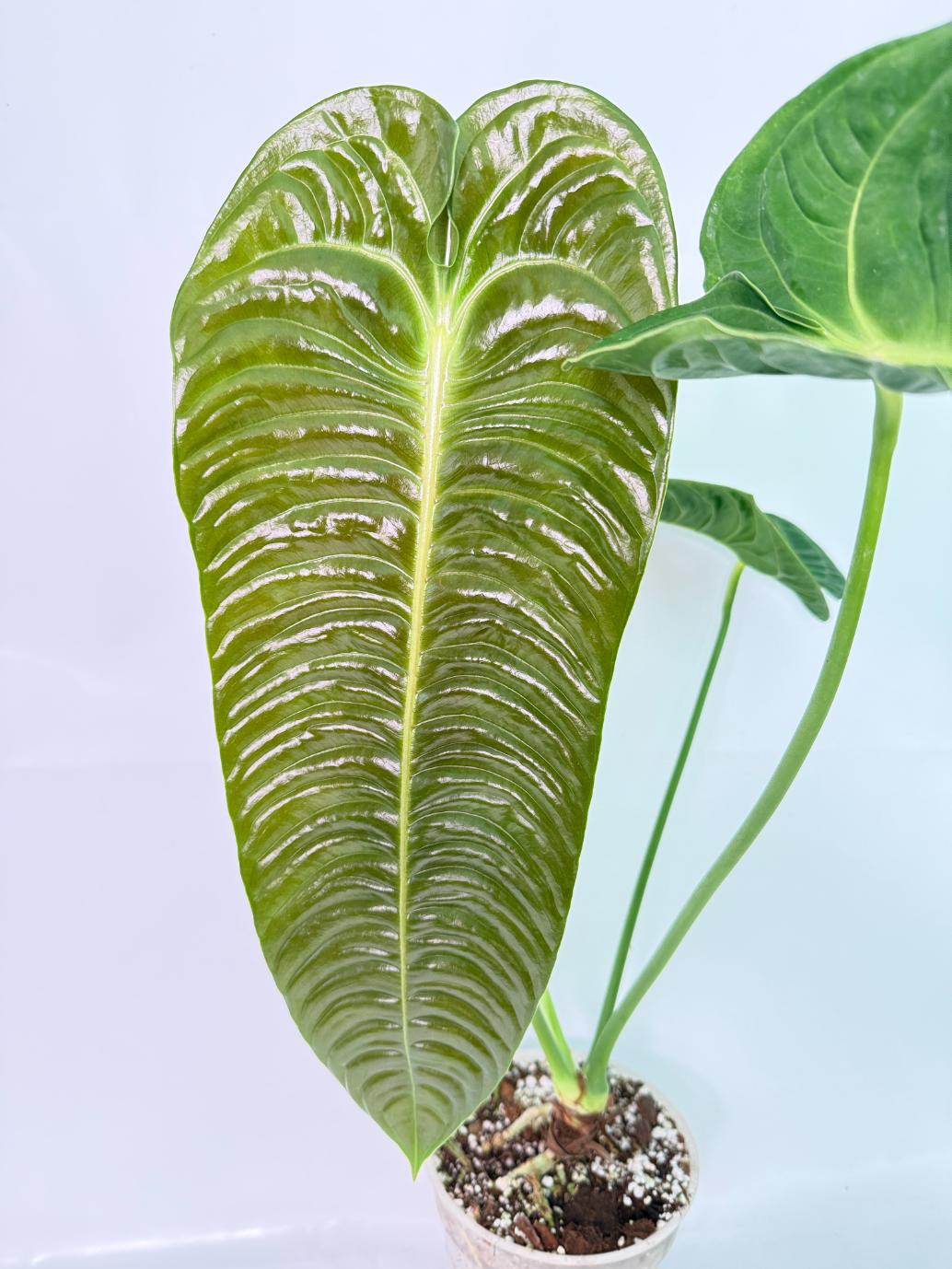 Anthurium veitchii narrow XXL 04